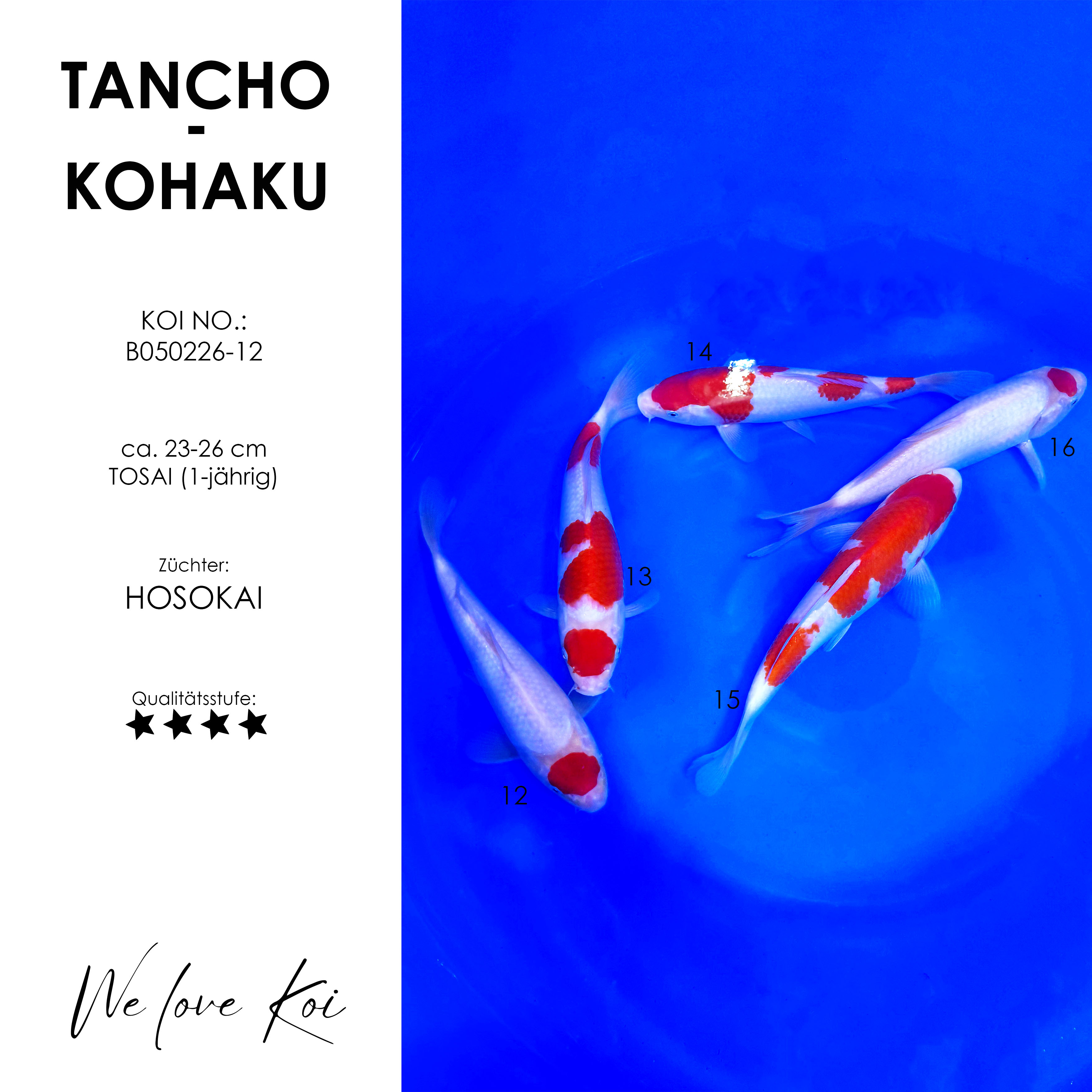 Koi Bowl 03 | 2 x Tancho, 3 x Kohaku | 23 - 26 cm