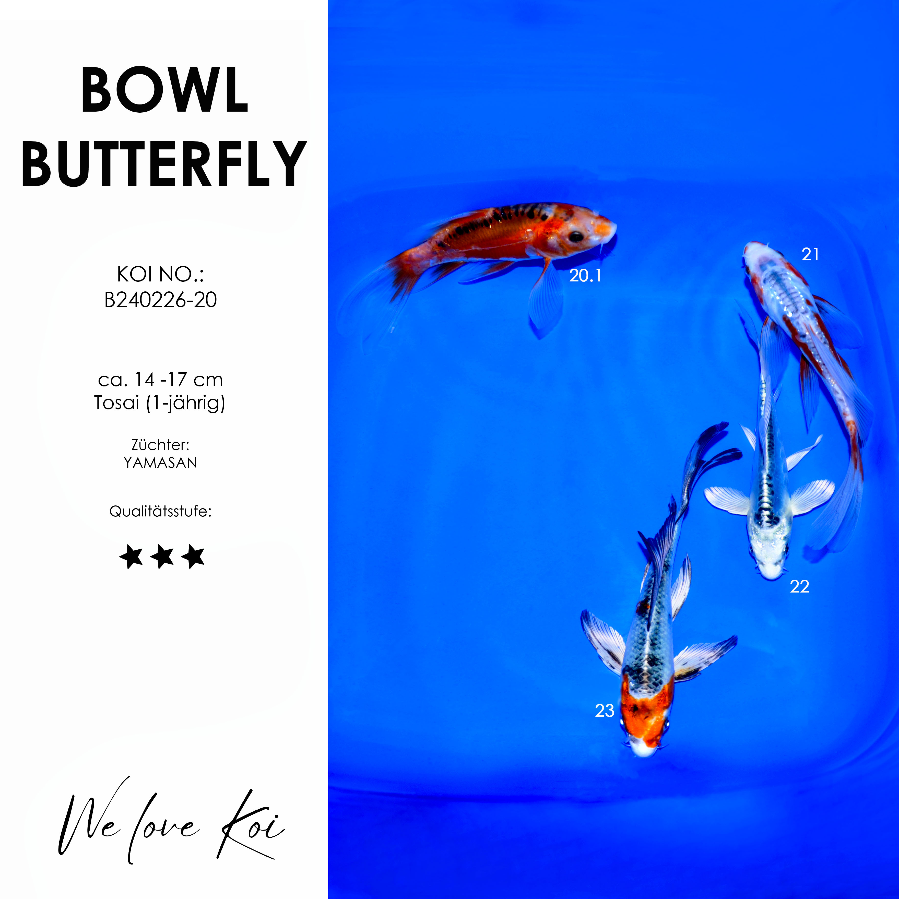 Koi Bowl 46 | Butterfly - Shusui, Blue Shusui, Kikokuryu, Yamatonishiki | 14 - 17cm