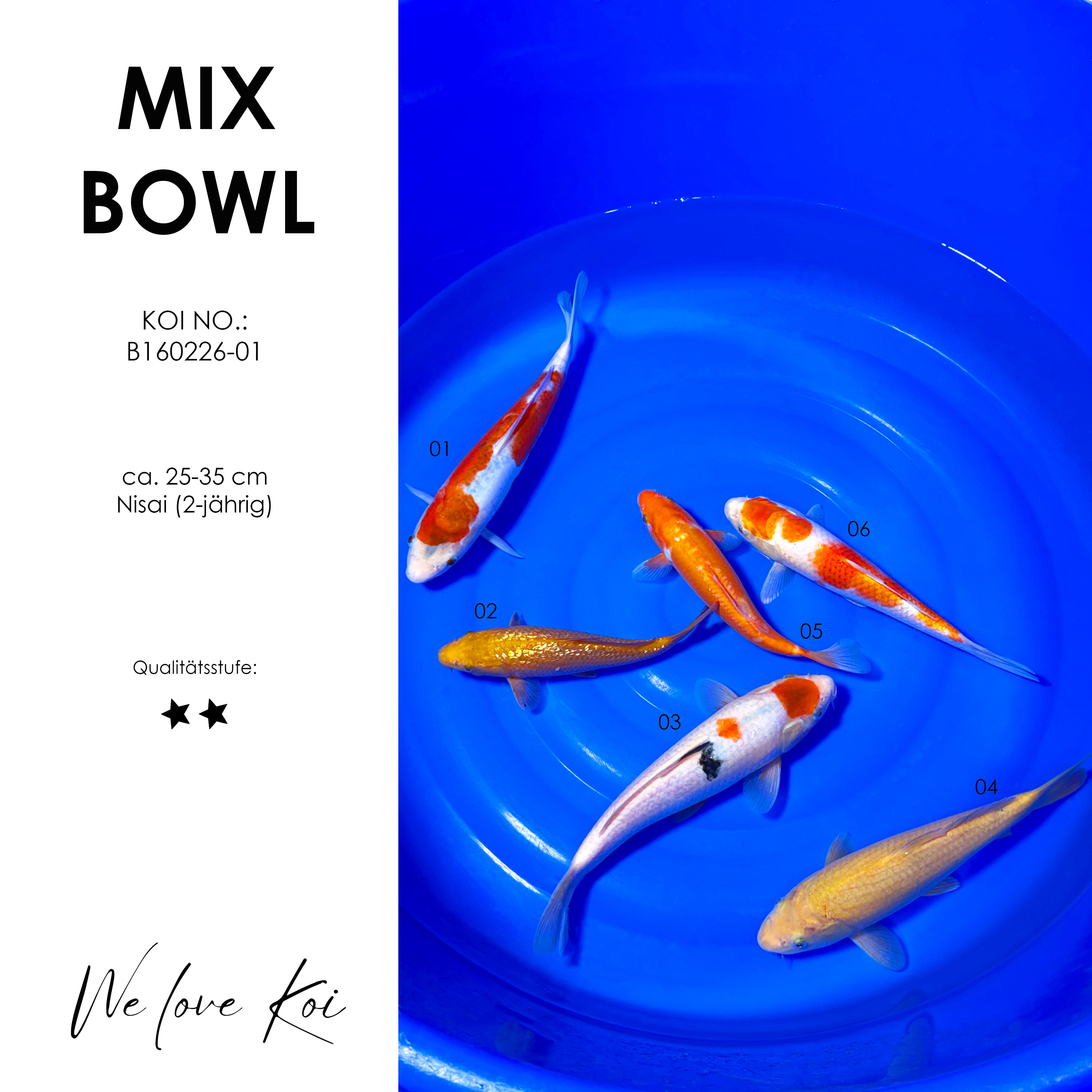 Koi Bowl 28 | Shusui, Chagoi, Sanke, Karashigoi, Oranje, Sakura Ogon | Nisai ca. 25 - 35cm