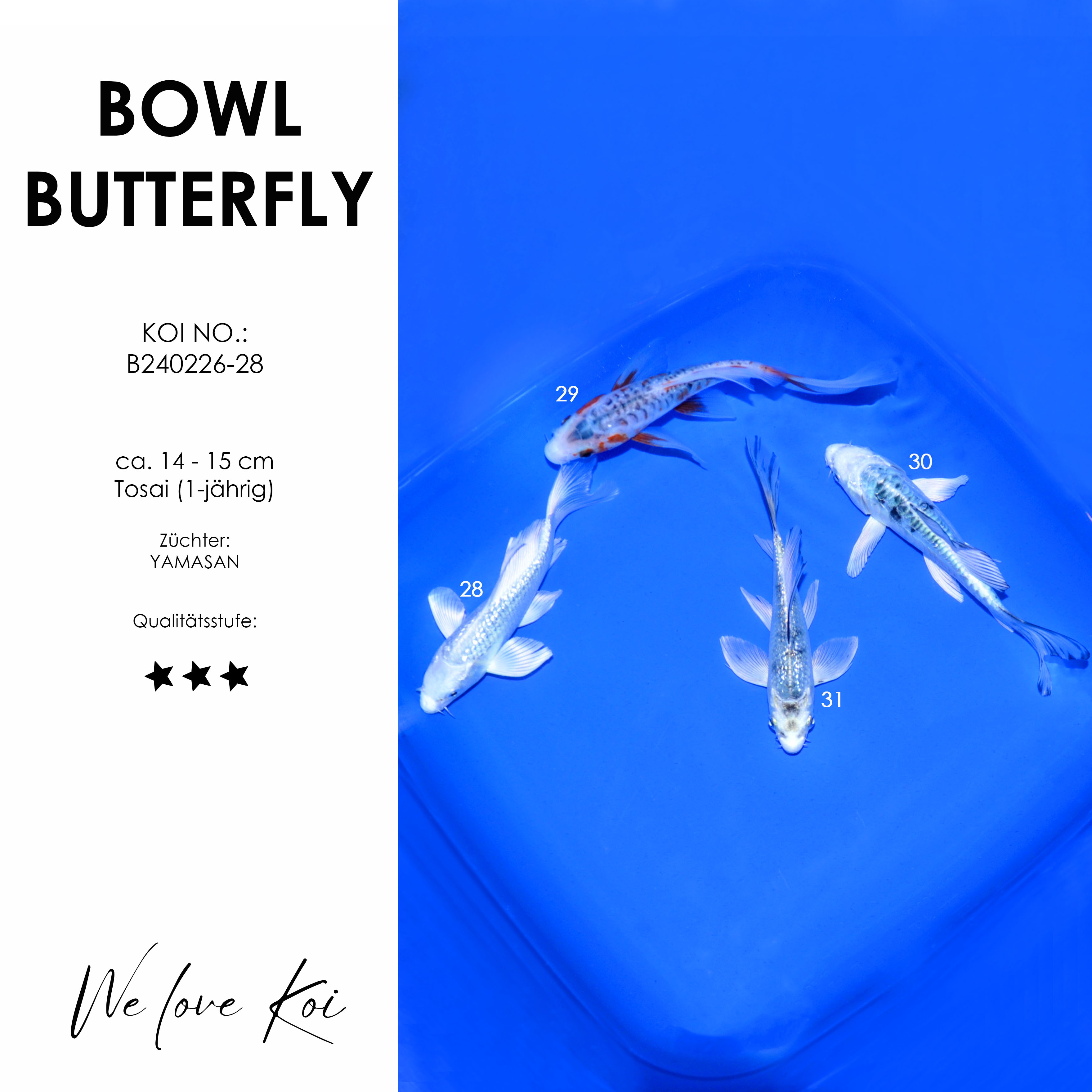 Koi Bowl 48 | Butterfly - Platinum, Shusui, Matsuba, Shiro Bekko  | ca. 14 - 15cm