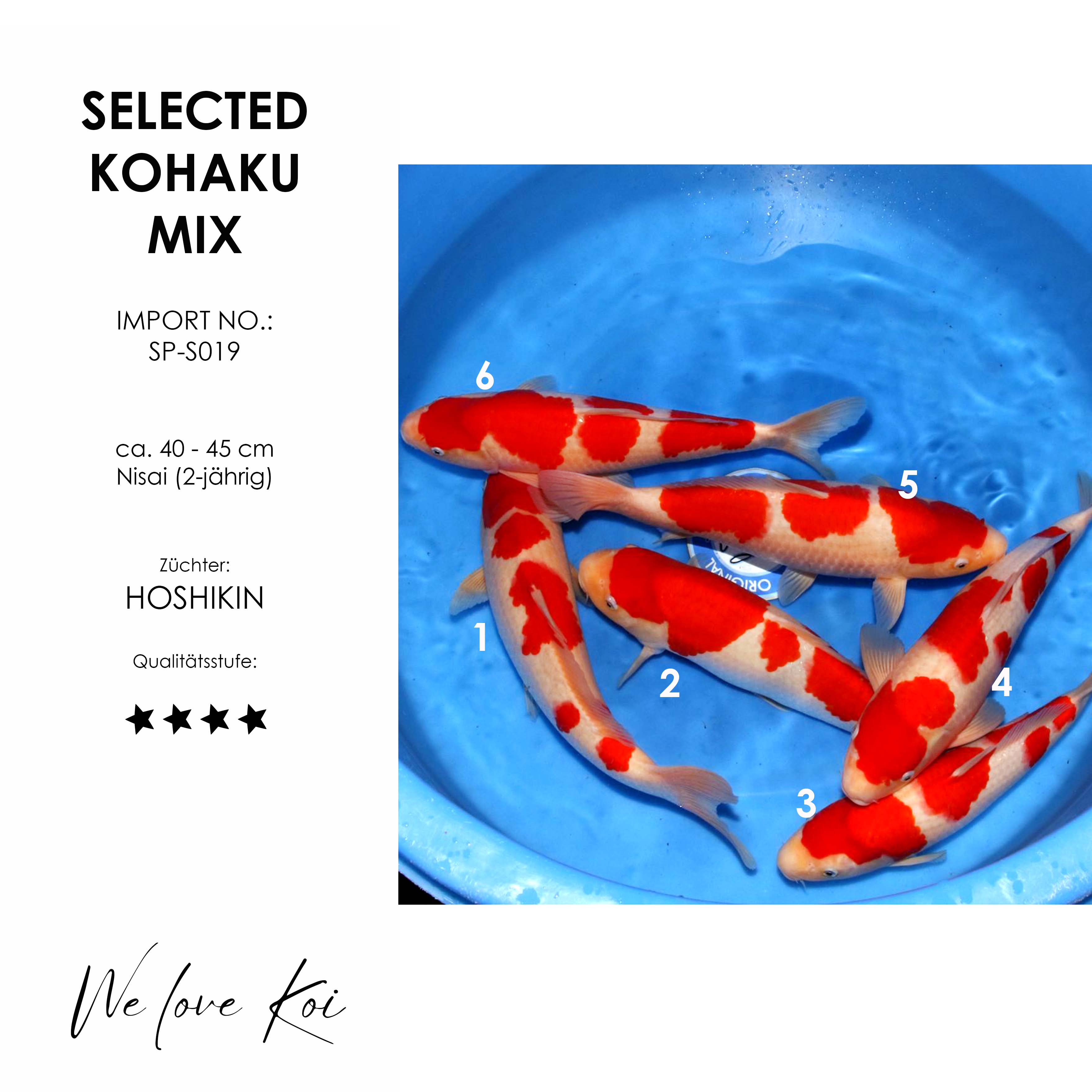 Koi Selected Kohaku Mix | 40 - 45 cm | Nisai | SP-S019