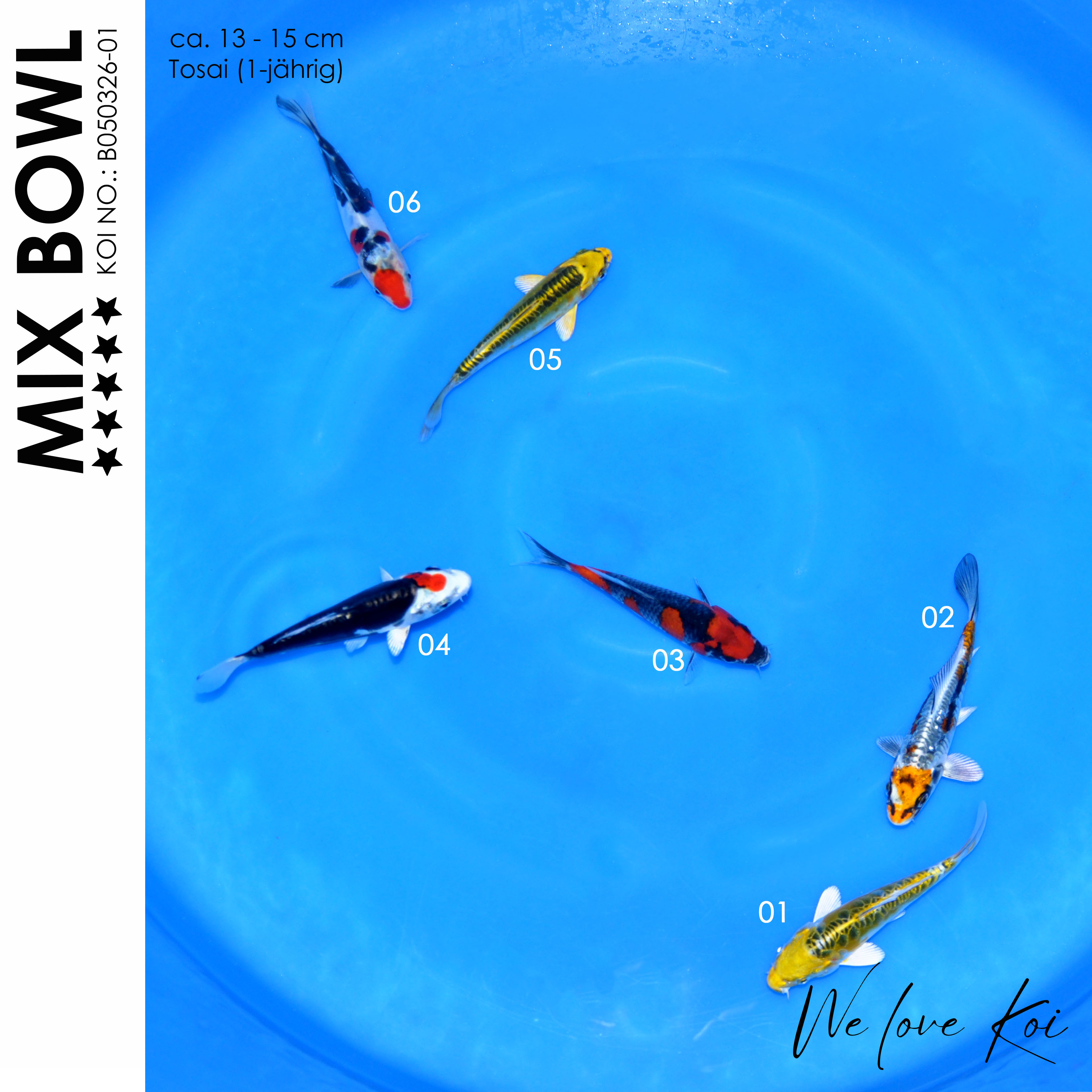 Koi Bowl 64 | Koi Mix | 13 - 15cm