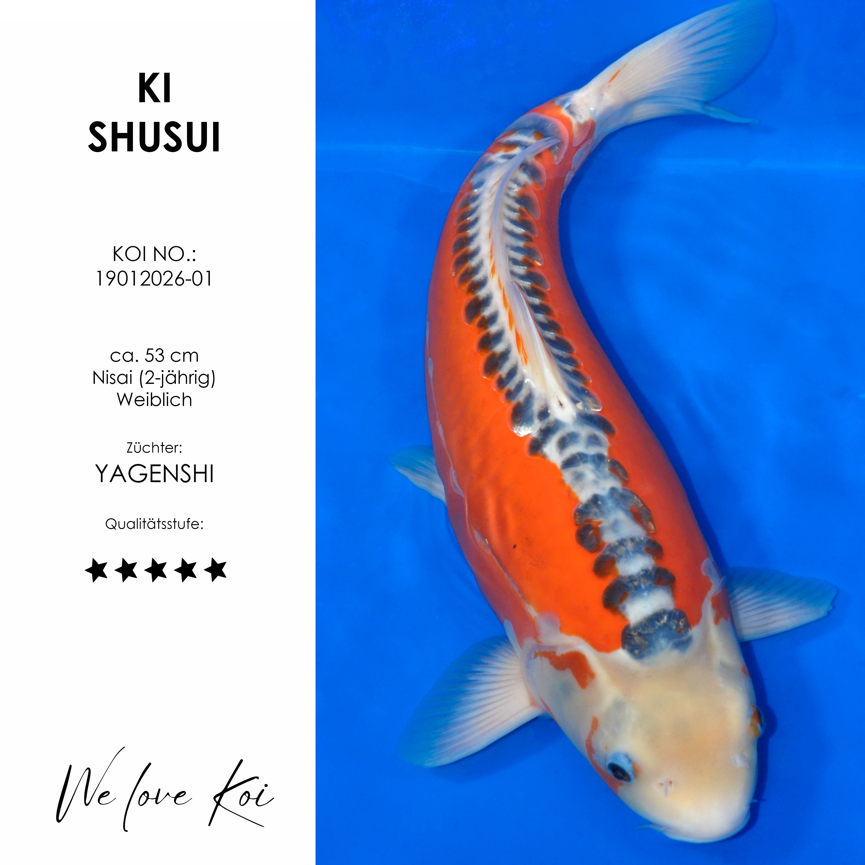 Koi Ki Shusui | weiblich Nisai | ca. 53cm