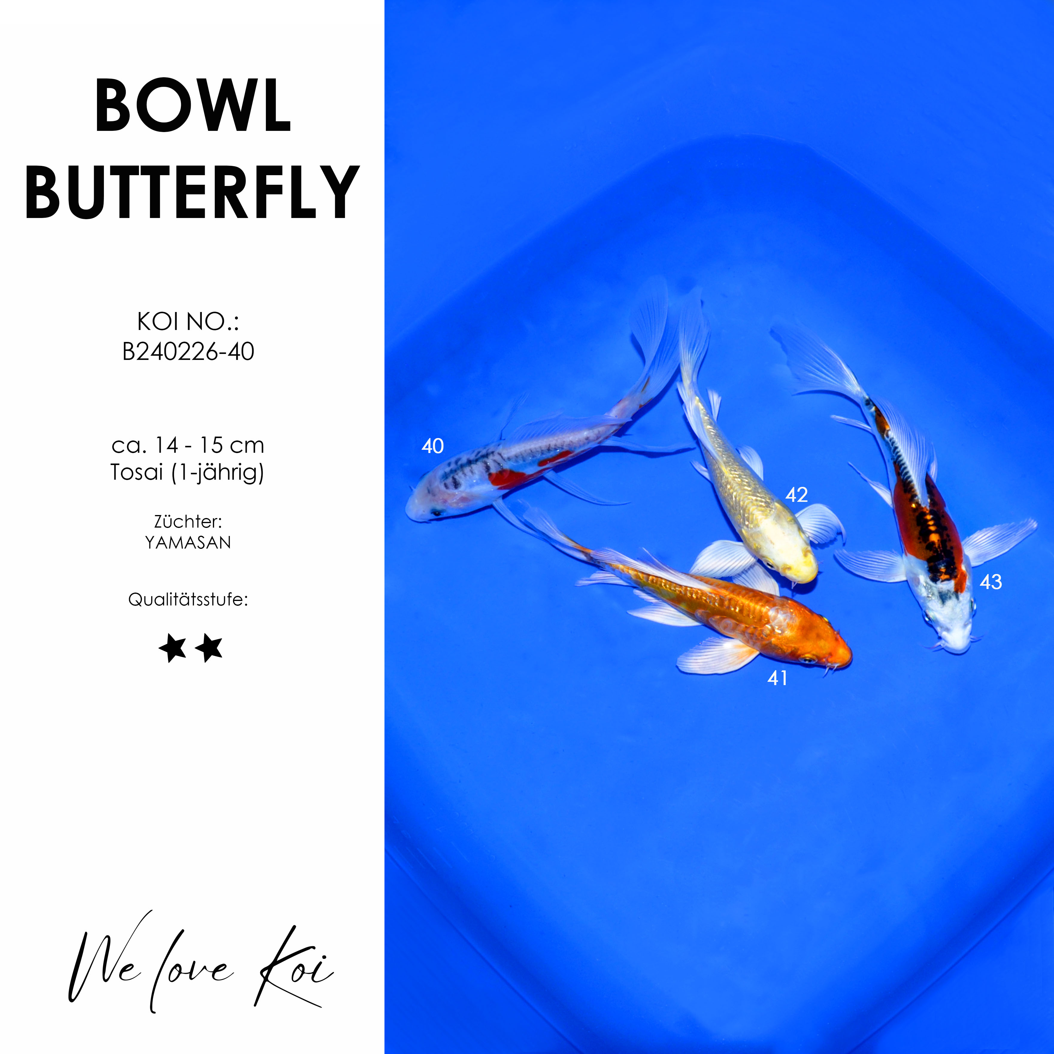 Koi Bowl 51 | Butterfly - Shusui, Orenje Ogon, Yamabuki, Kujaku | ca. 14 - 15cm