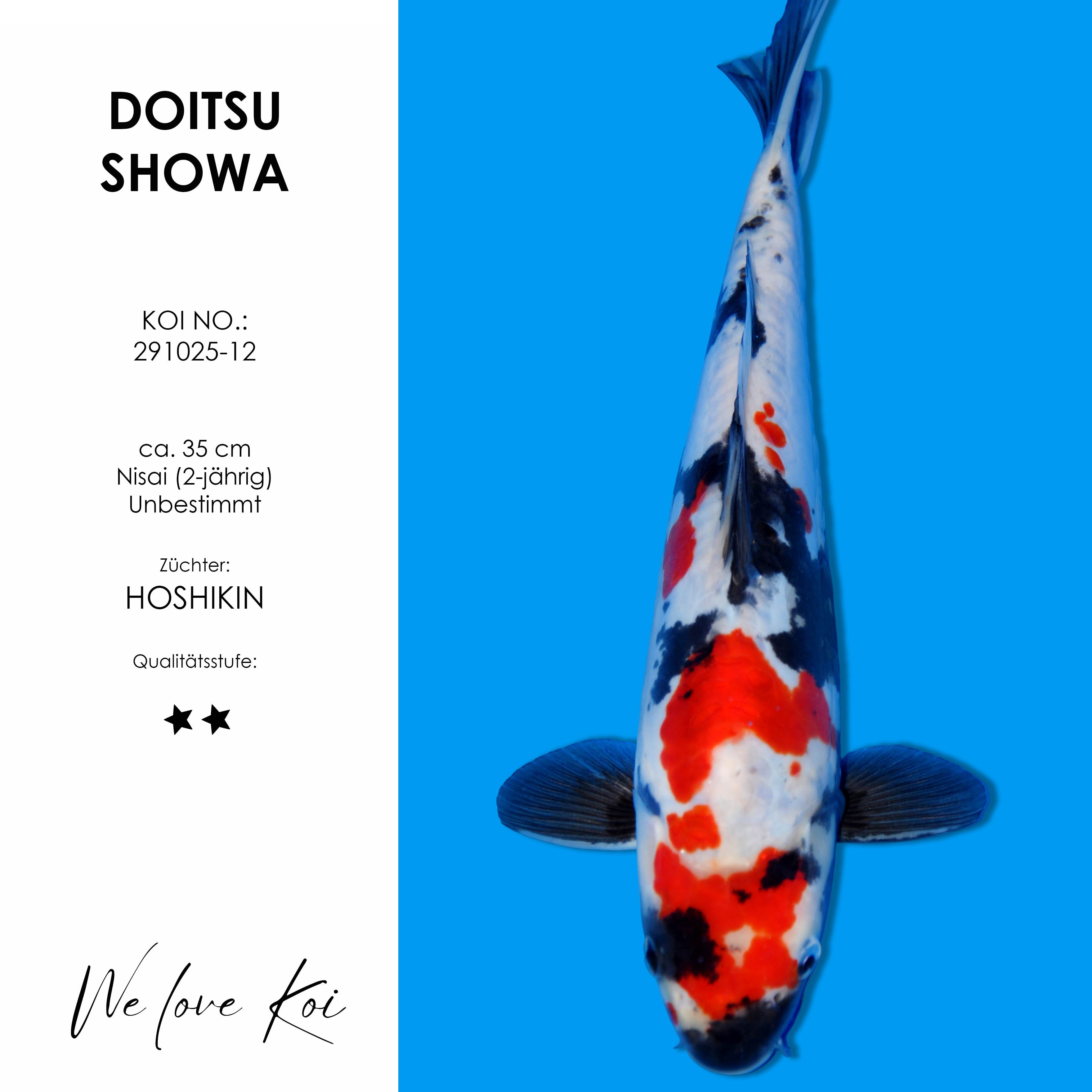 Koi Doitsu Showa | unbestimmt Nisai | ca. 35 cm