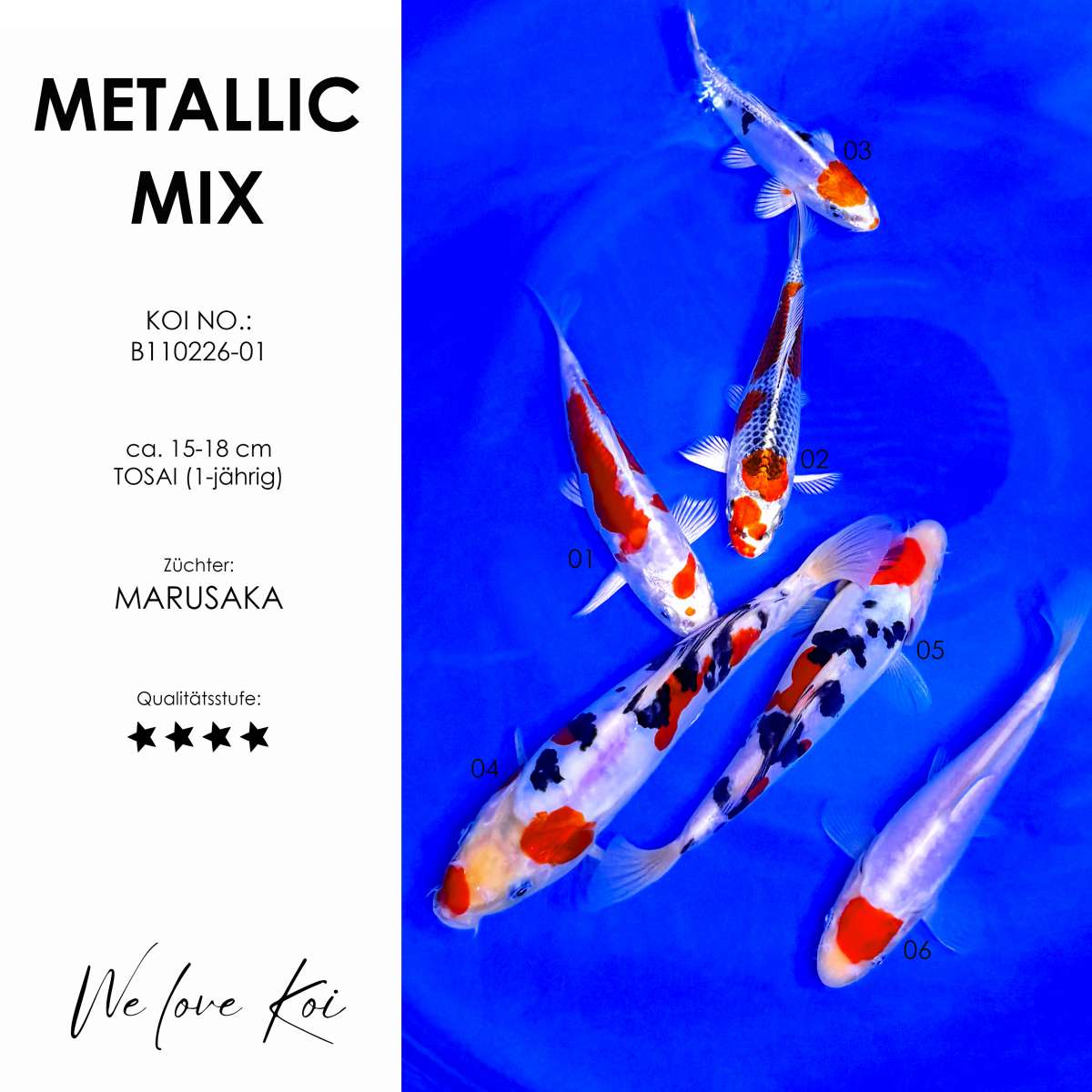 Koi Bowl 04 | Metallic Mix | 15-18 cm