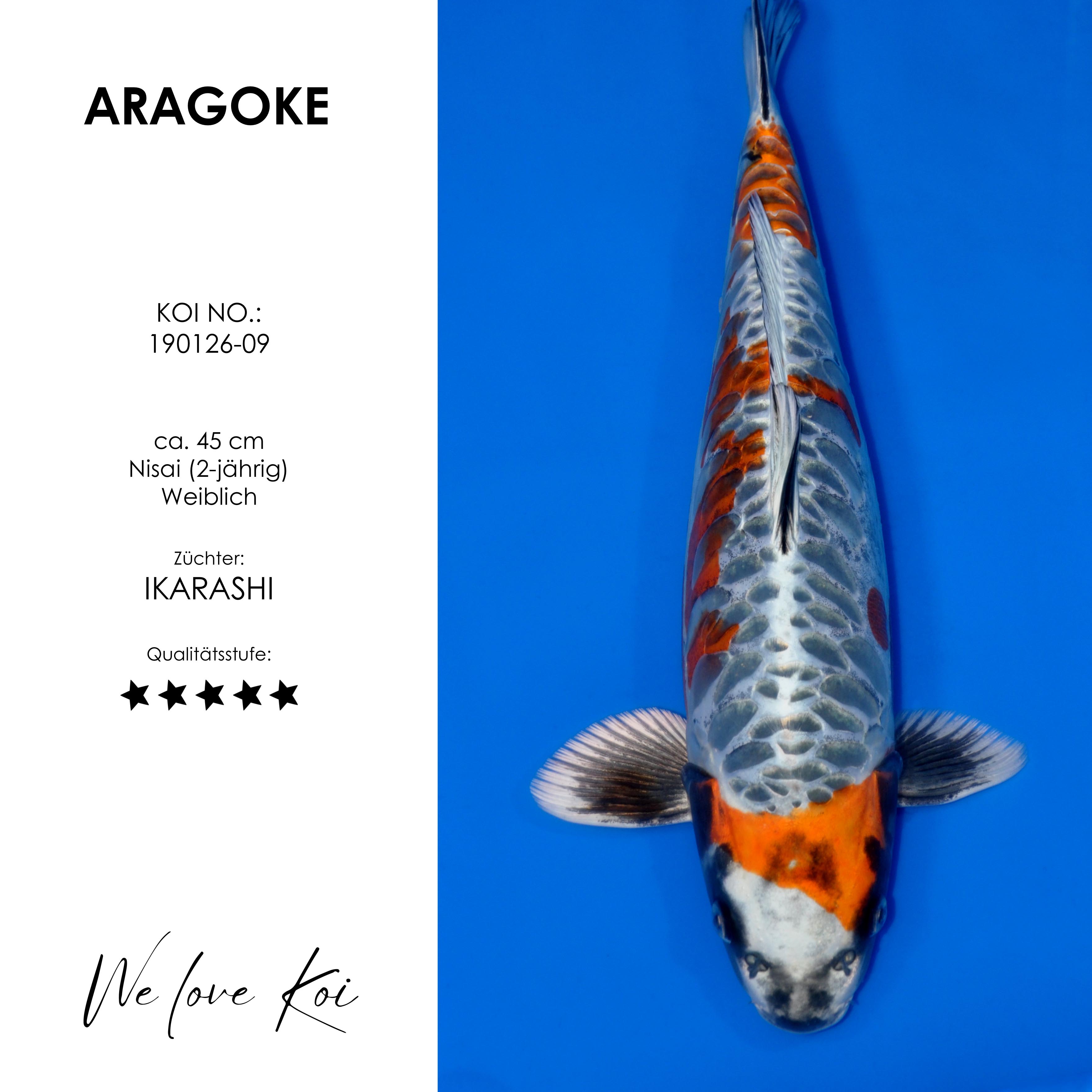 Koi Shiro Aragoke-Typ | weiblich Nisai | ca. 45cm
