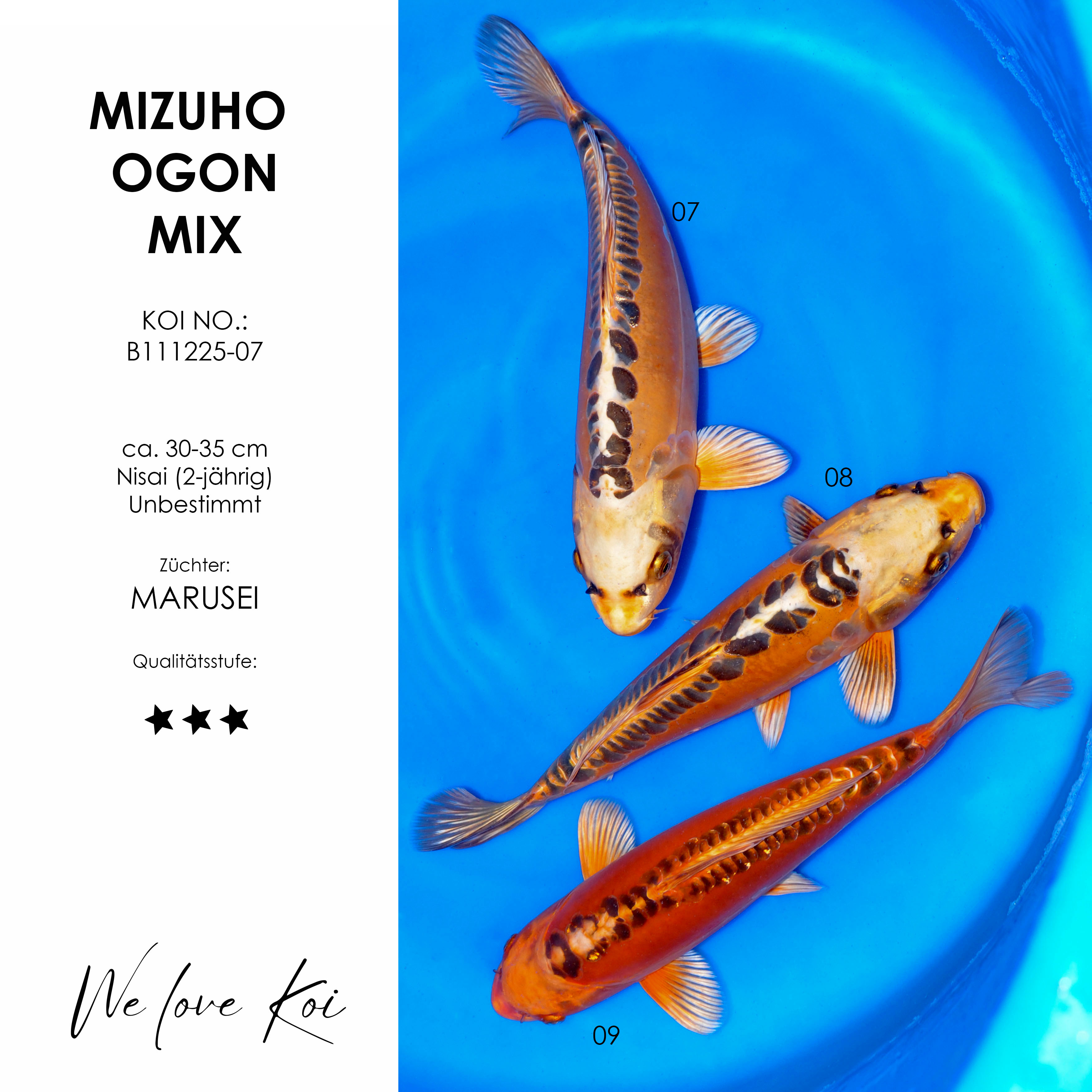 Koi Bowl 12 | 3 x Mizuho Ogon | 30-35 cm