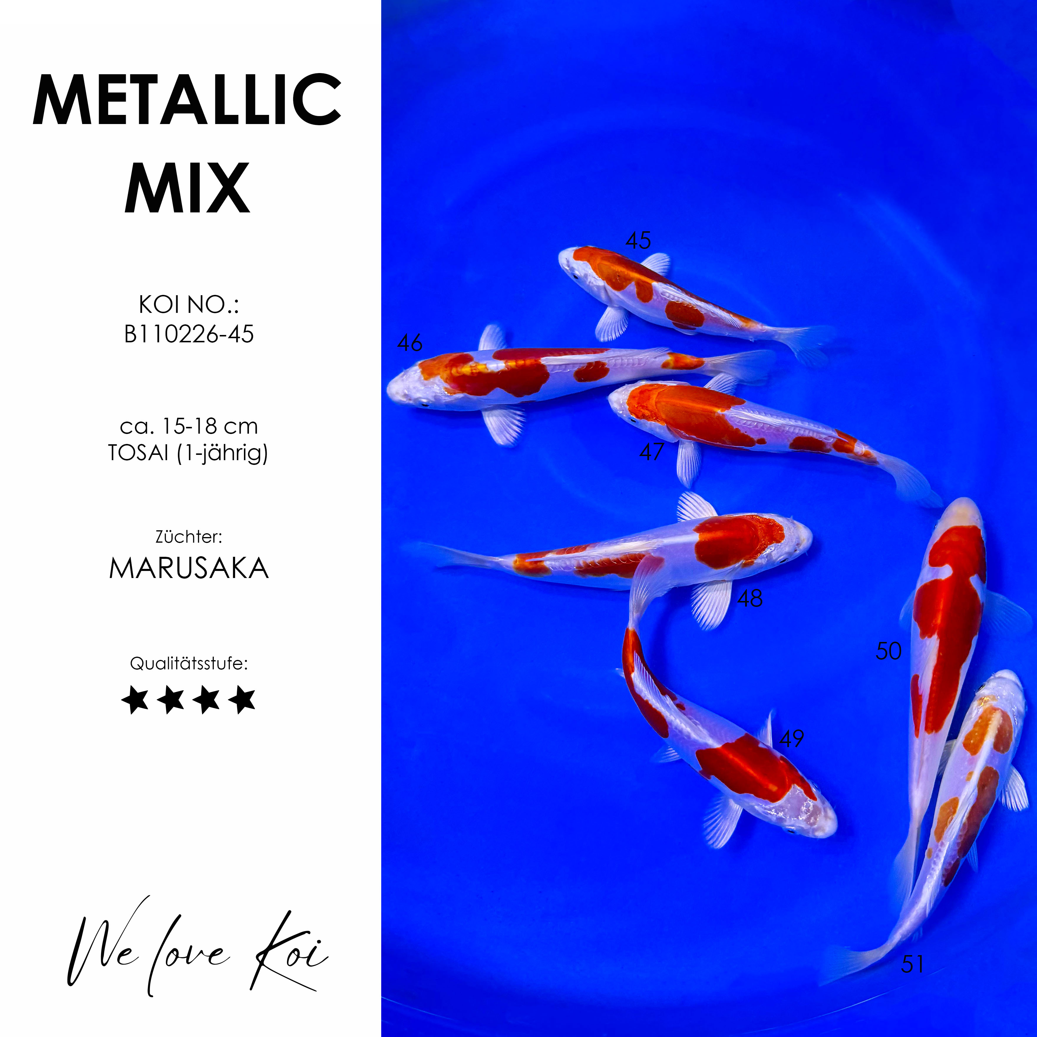 Koi Bowl 10 | Metallic Mix | 15-18 cm