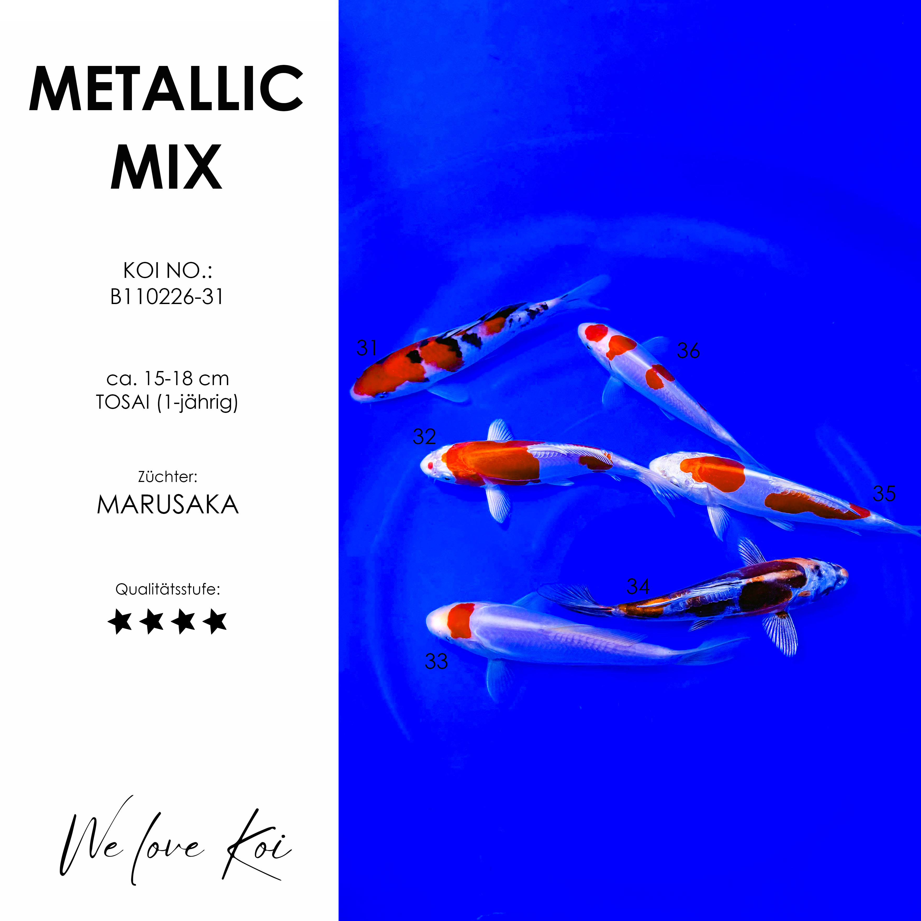 Koi Bowl 08 | Metallic Mix | 15-18 cm