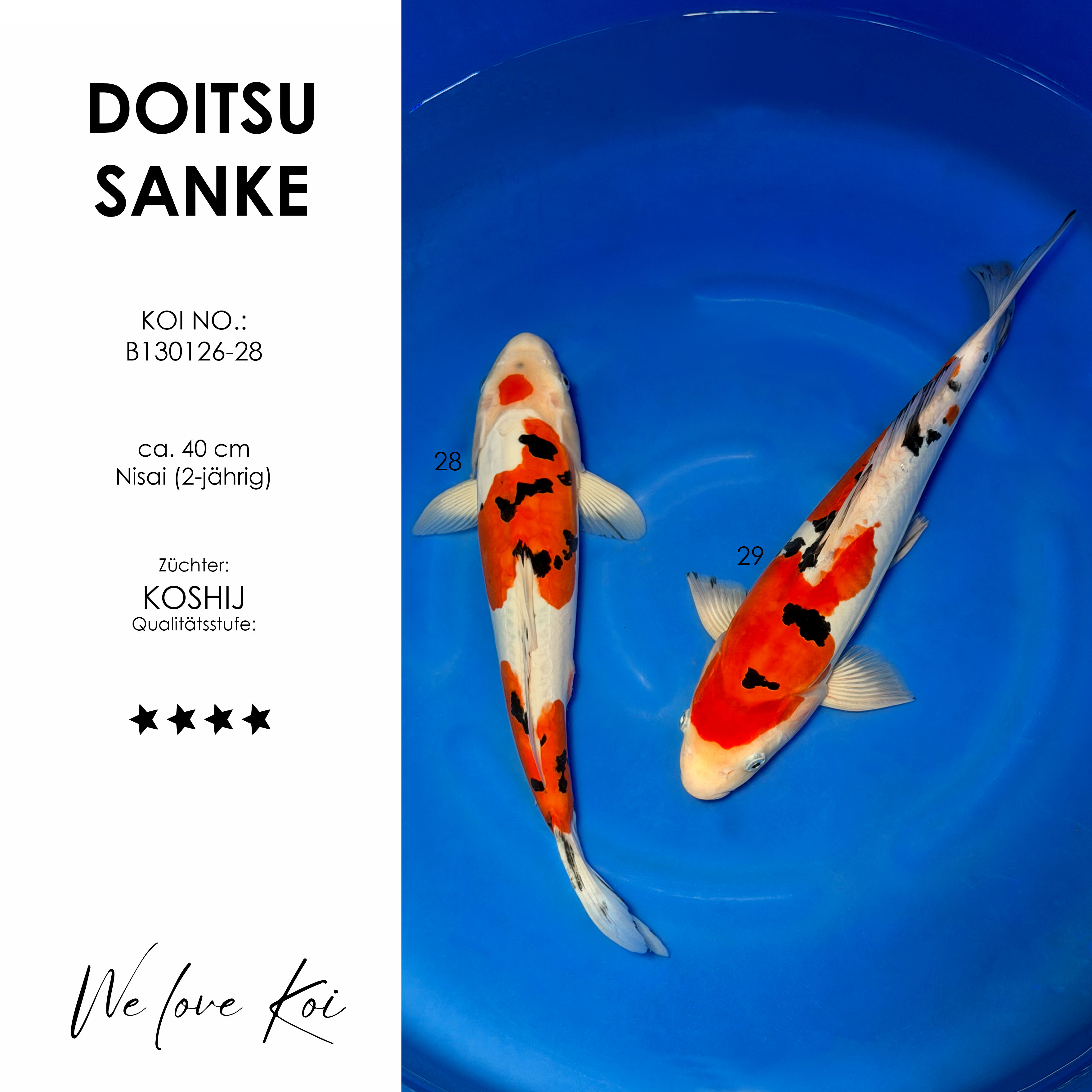 Koi Bowl 22 | 2 x Doitsu Sanke | Nisai ca. 40cm