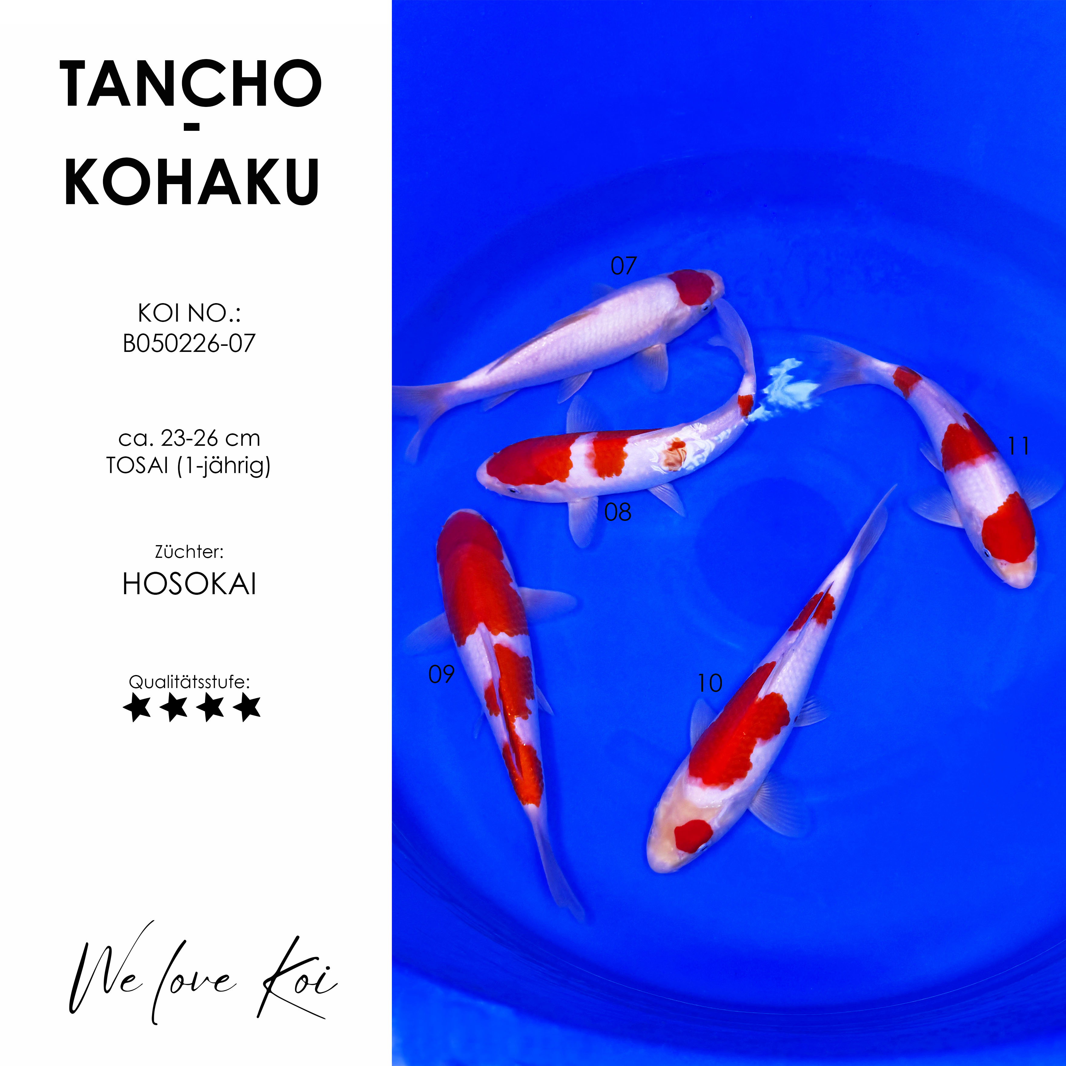 Koi Bowl 02 | Tancho, 4 x Kohaku | 23 - 26 cm