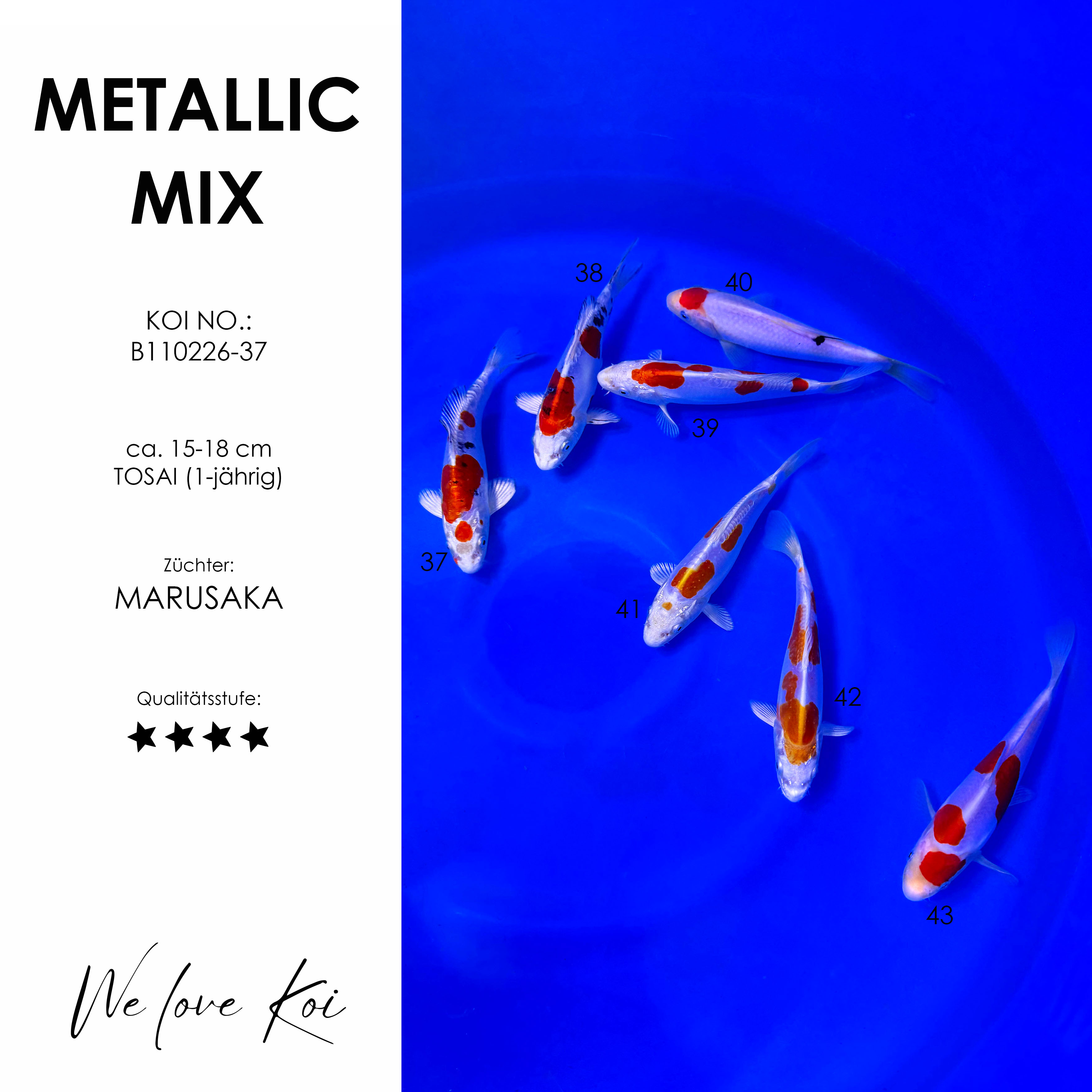 Koi Bowl 09 | Metallic Mix | 15-18 cm