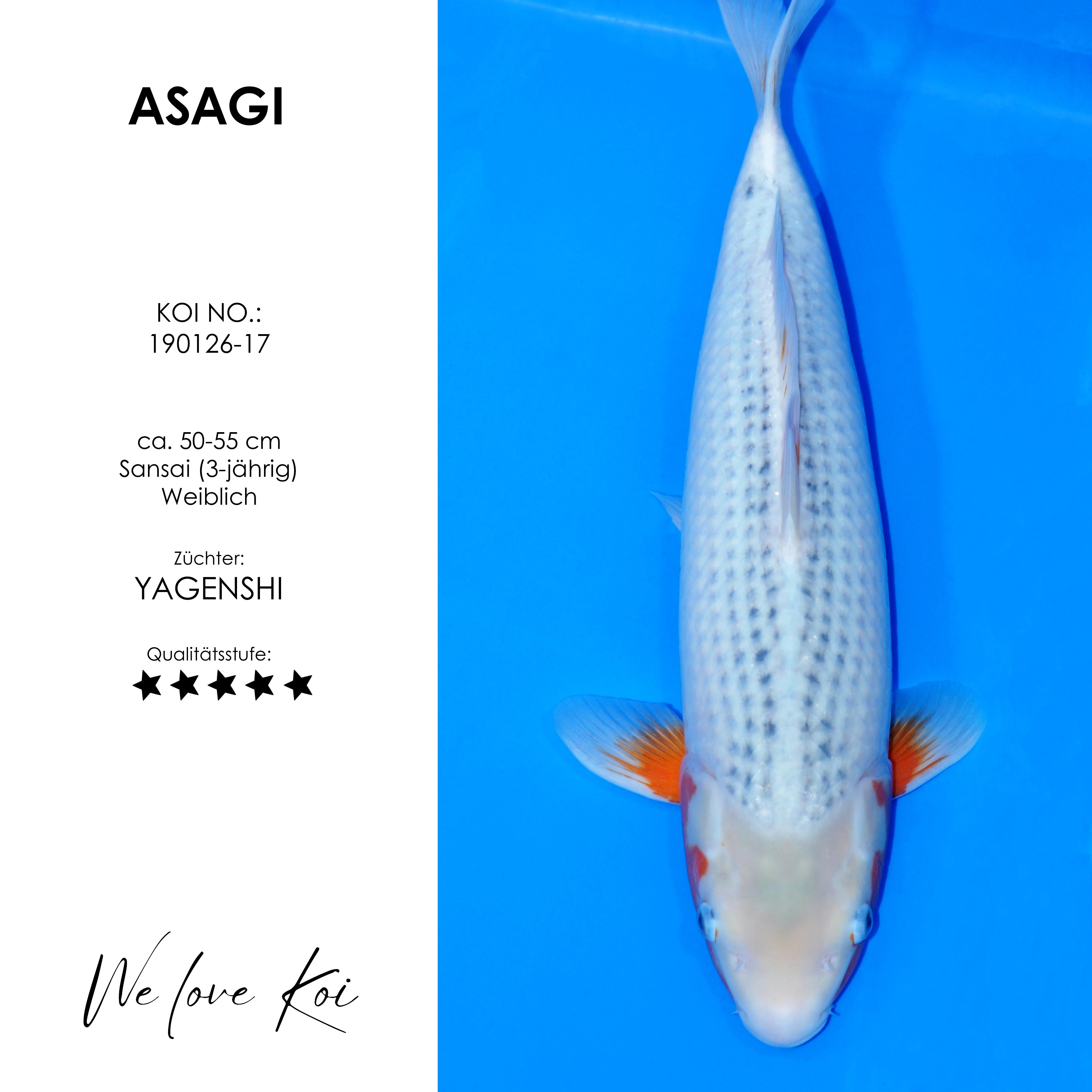 Koi Asagi | weiblich Sansai | 50 - 55cm