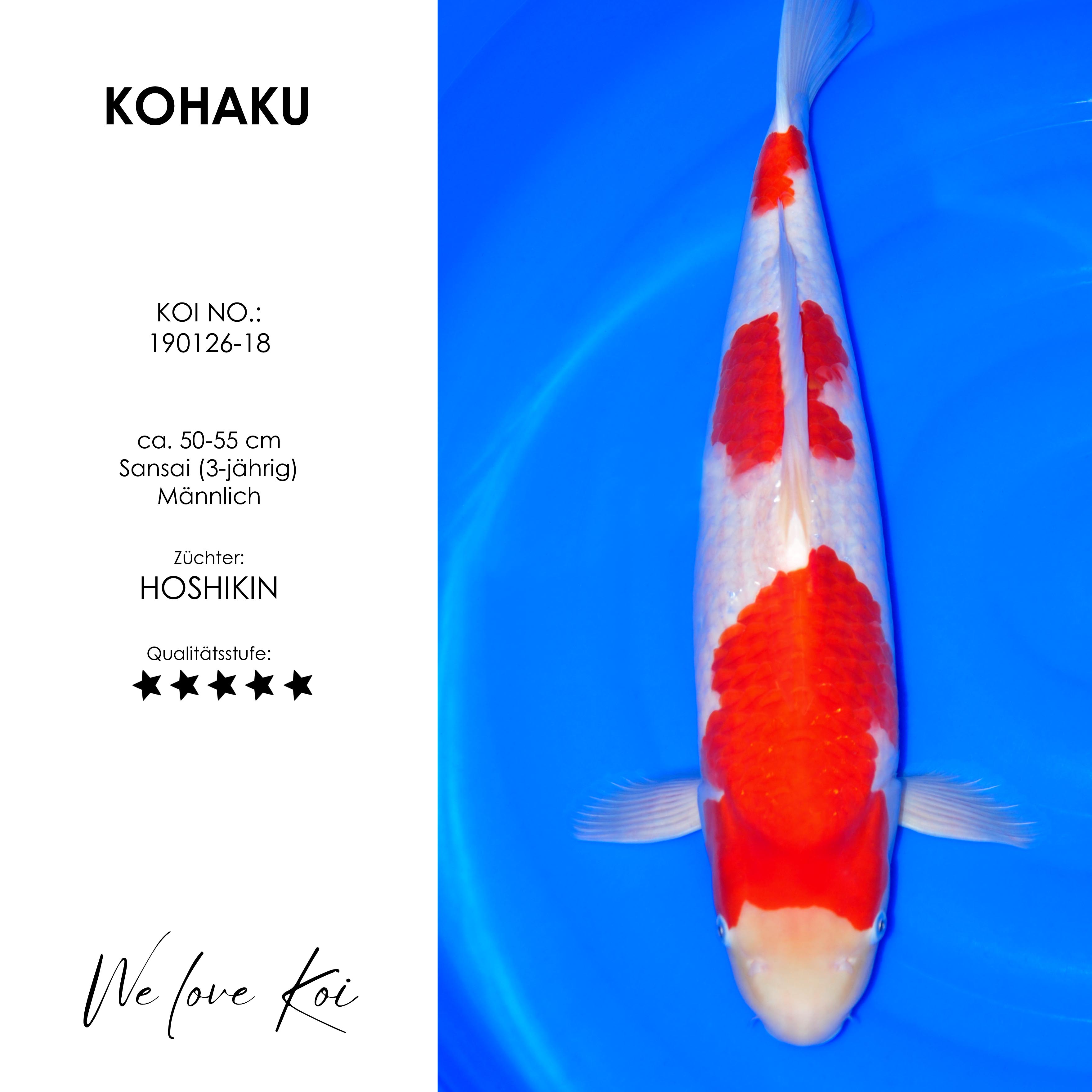 Koi Kohaku | männlich Sansai | 50 - 55cm