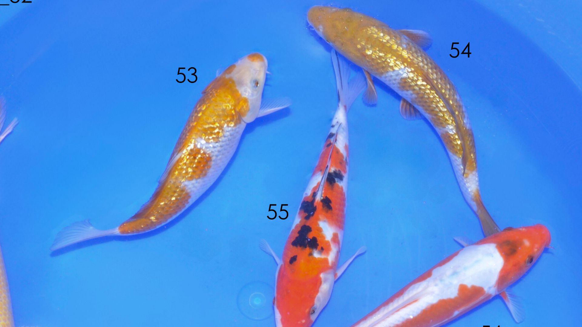 Kleine KoiKunde - der Ochiba Shigure