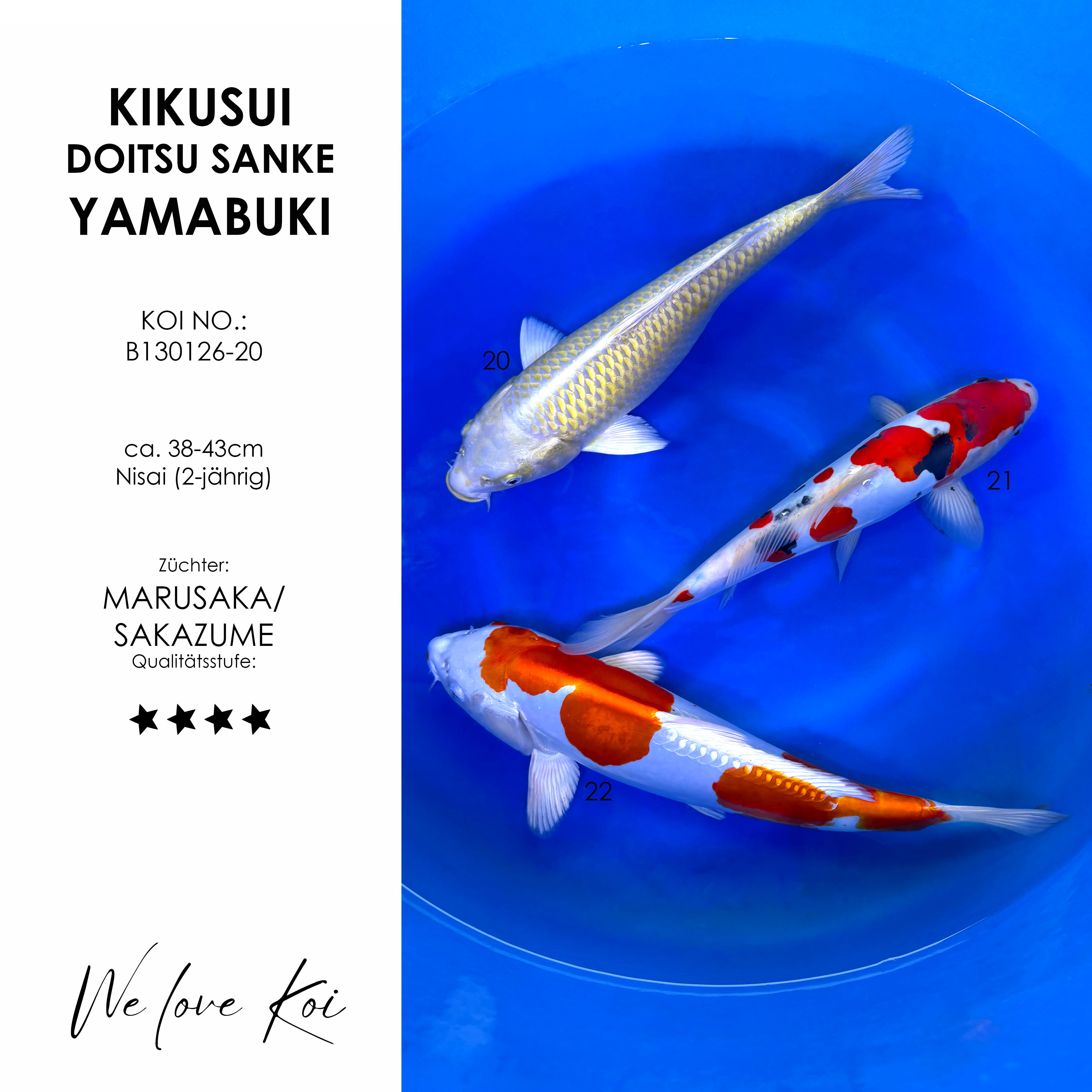 Koi Bowl 19 | Kikusui, Yamabuki, Doitsu Sanke | Nisai ca. 38 - 43cm