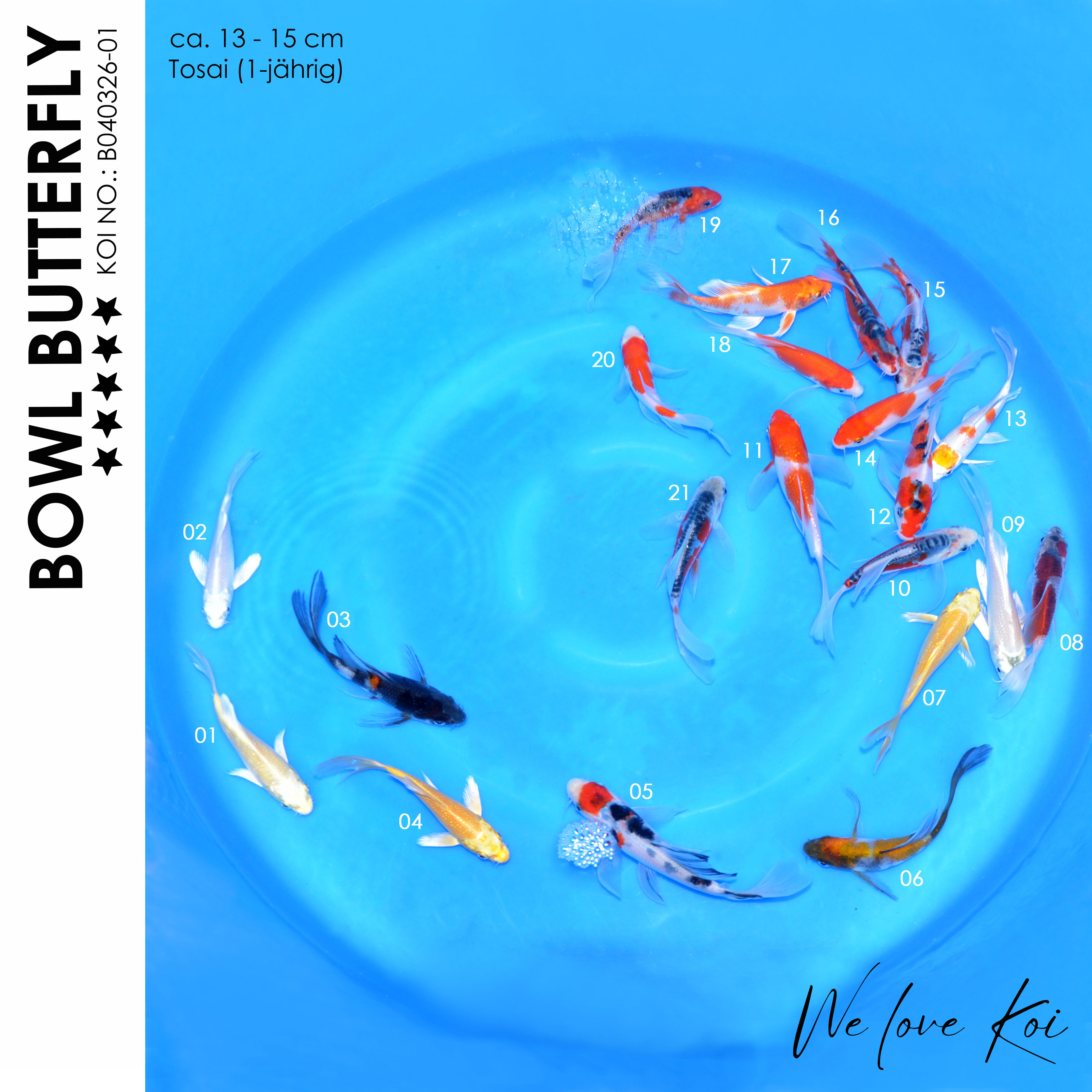 Koi Bowl 61|Butterfly-Yamabuki, Platinum, Showa, Sanke, Goshiki, Shusui, Kohaku, Sakura| 13-15cm