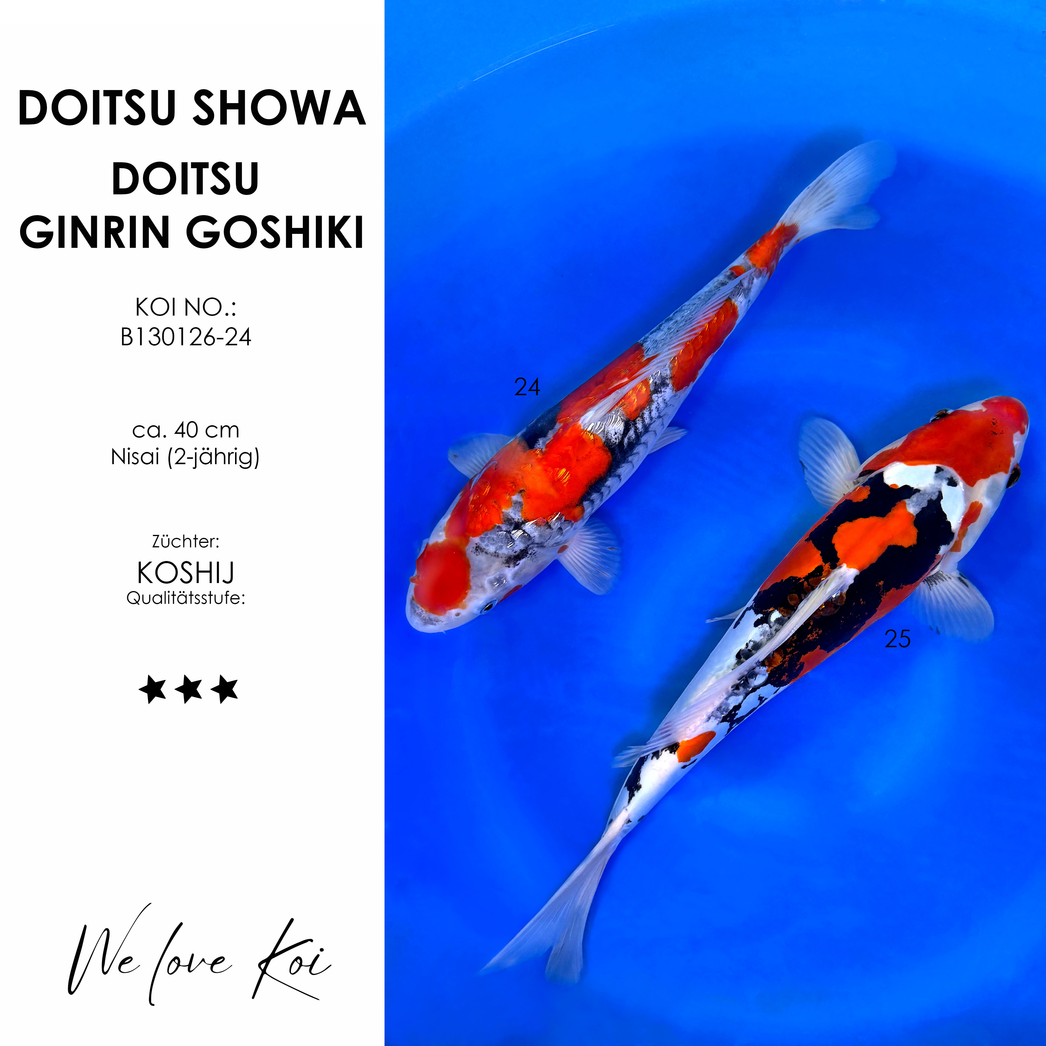 Koi Bowl 20 | Doitsu Showa, Doitsu Ginrin Goshiki | Nisai ca. 40cm