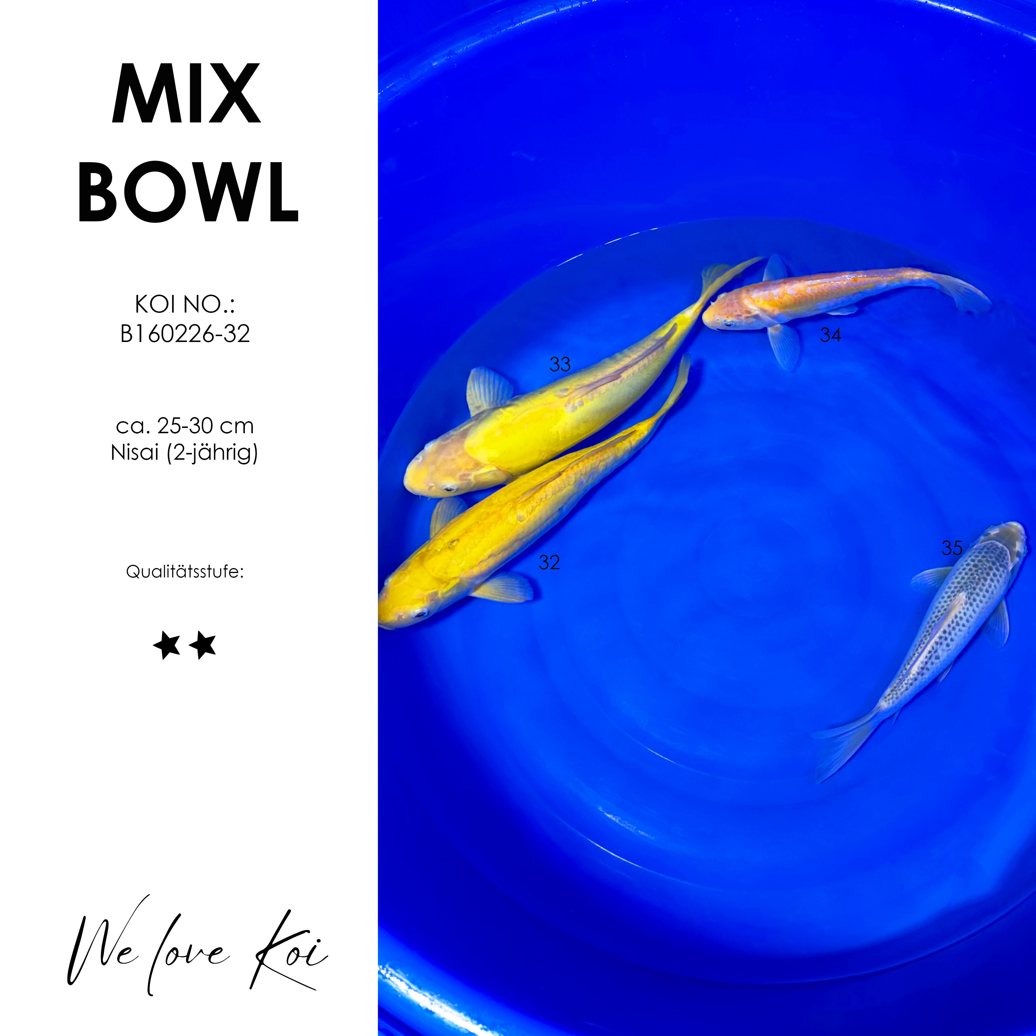 Koi Bowl 35 | Karashigoi, Mango, Asagi | Nisai ca. 25 - 40cm