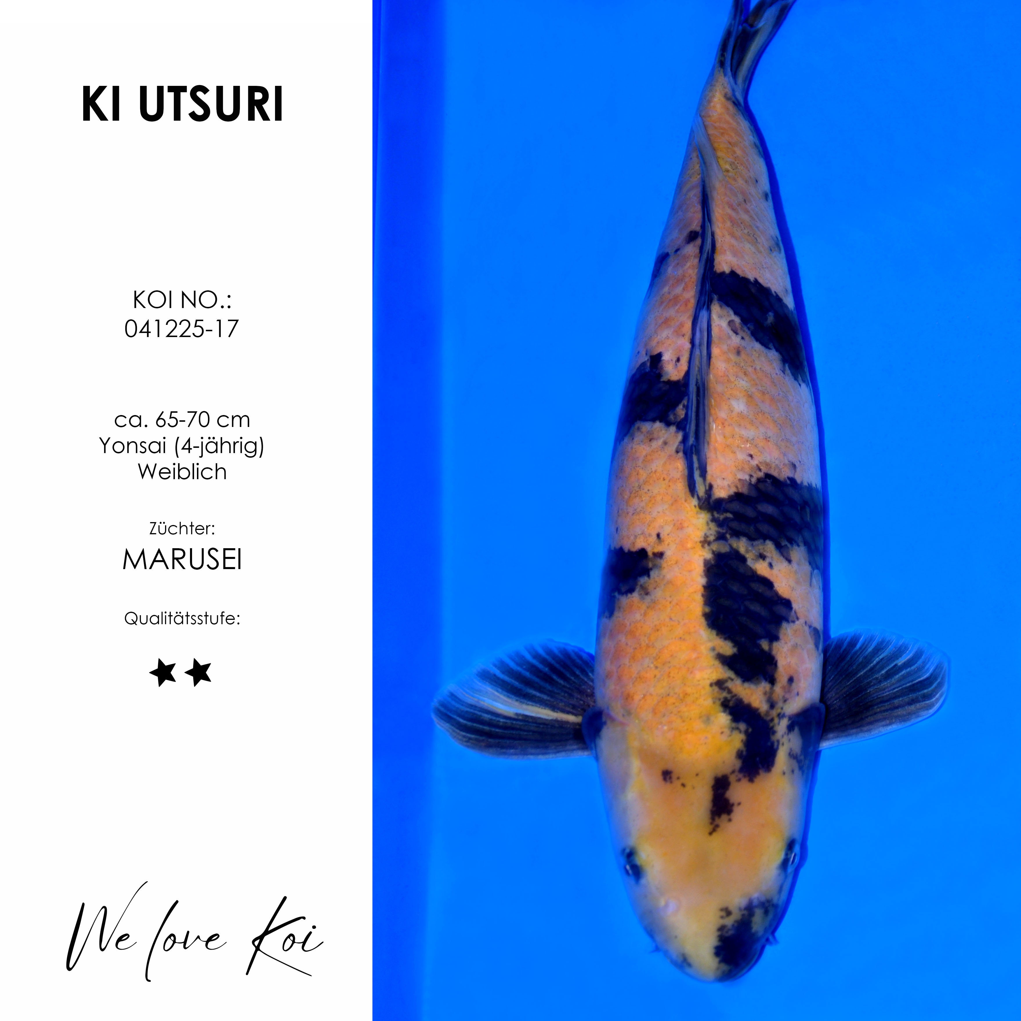 Koi Ki Utsuri | Yonsai weiblich | ca. 65-70 cm