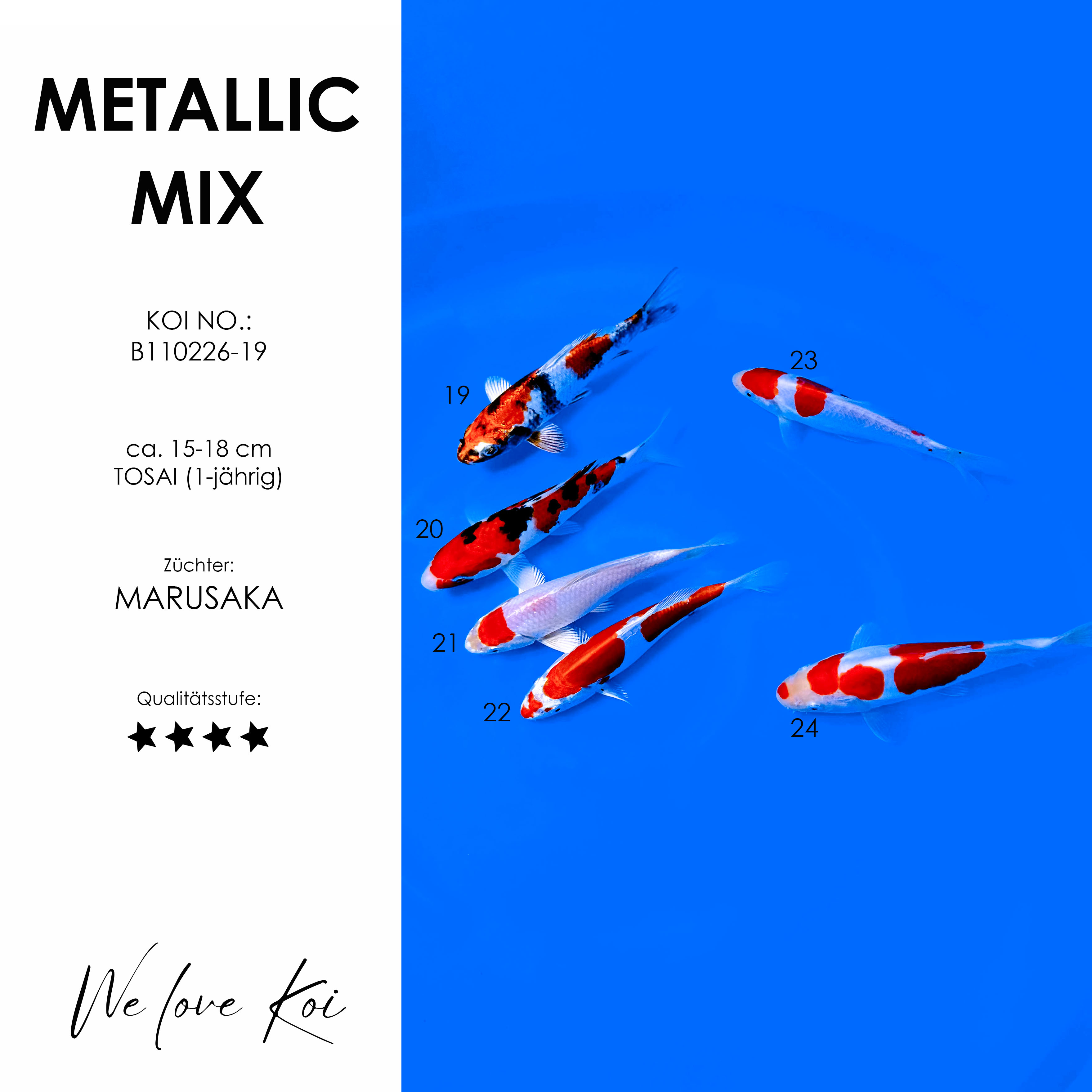 Koi Bowl 07 | Metallic Mix | 15-18 cm