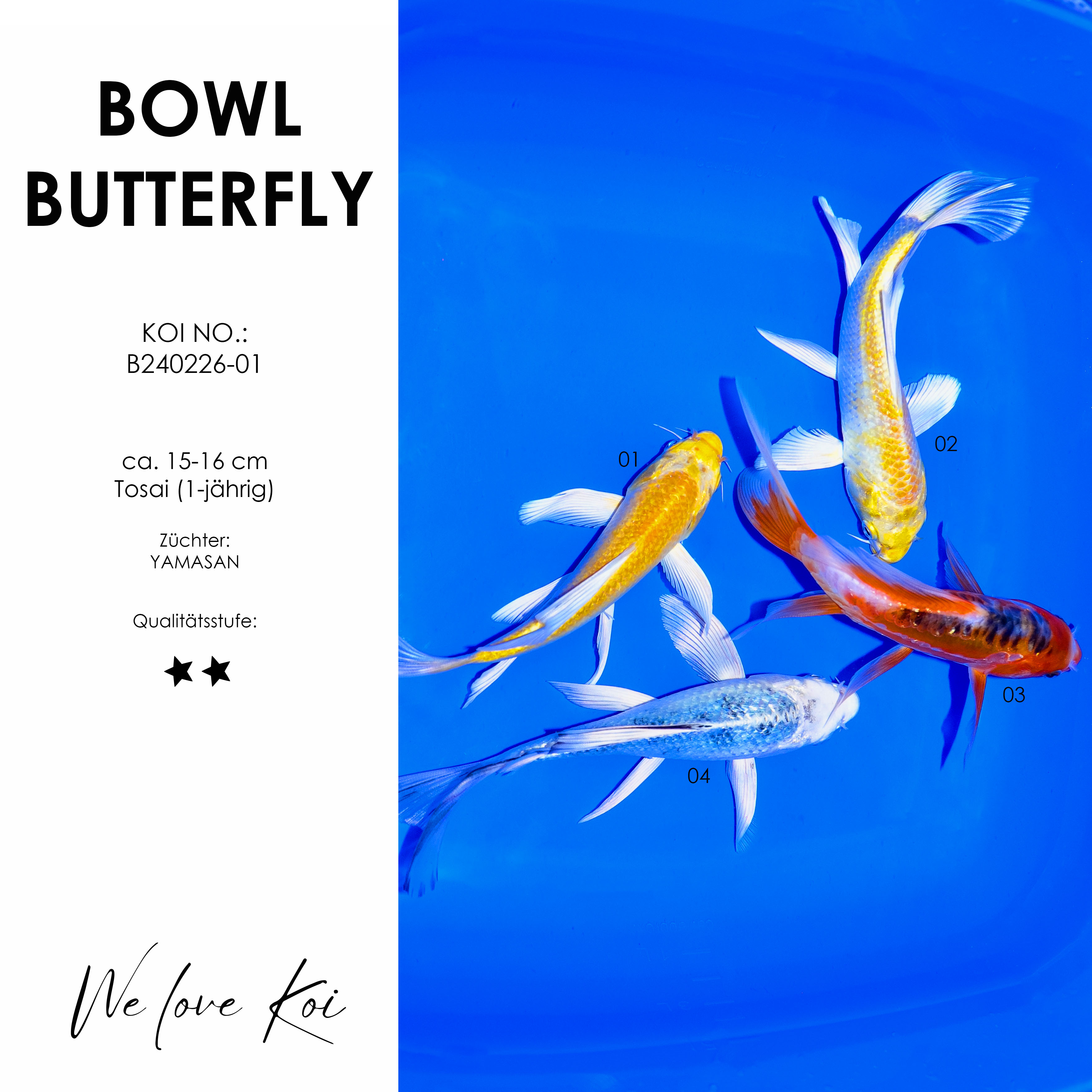 Koi Bowl 41 | Butterfly - Yamabuki, Hariwake, Shusui, Platinum | 15 - 16cm