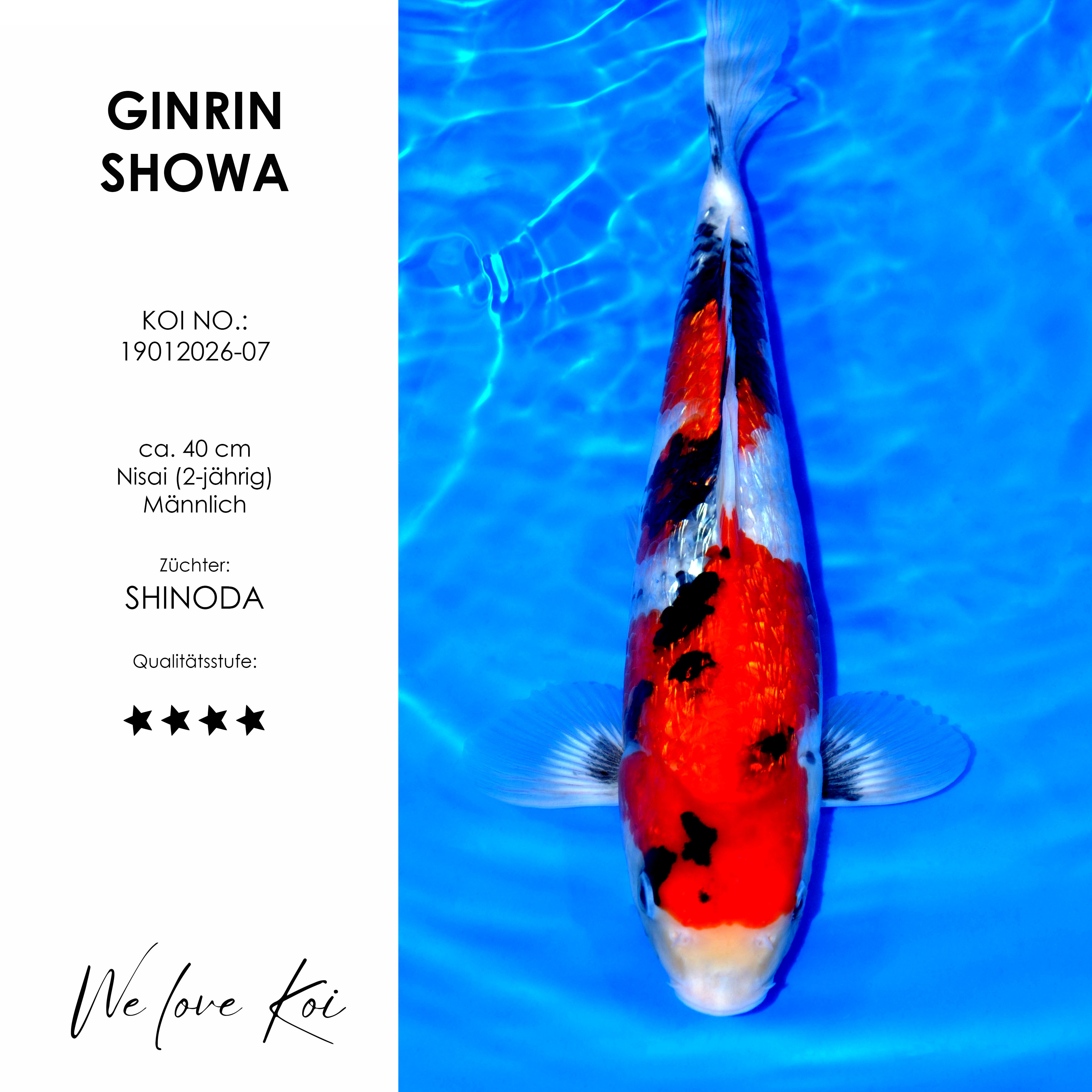 Koi Ginrin Showa | männlich Nisai | ca. 40cm