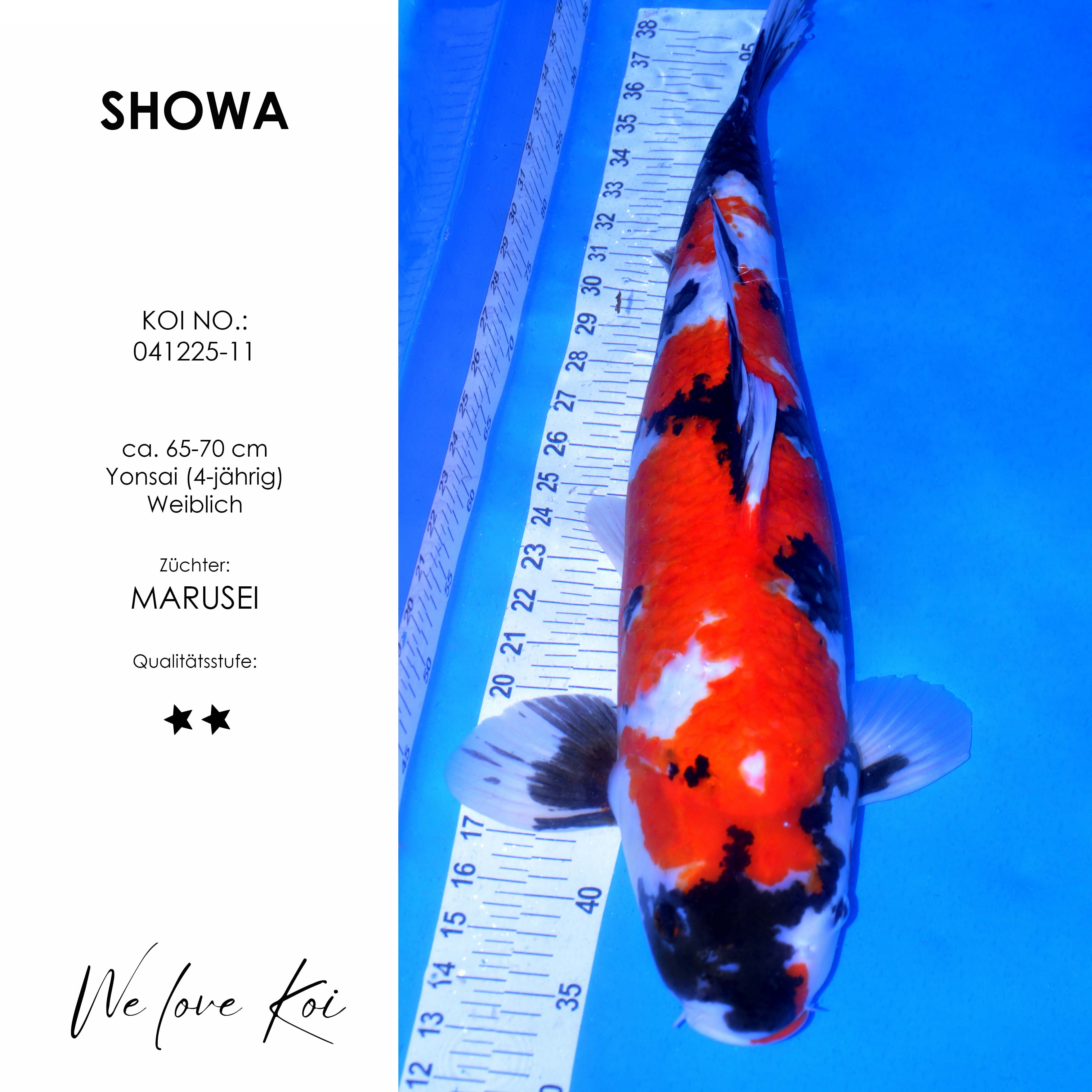 Koi Showa | Yonsai weiblich | ca. 65-70 cm