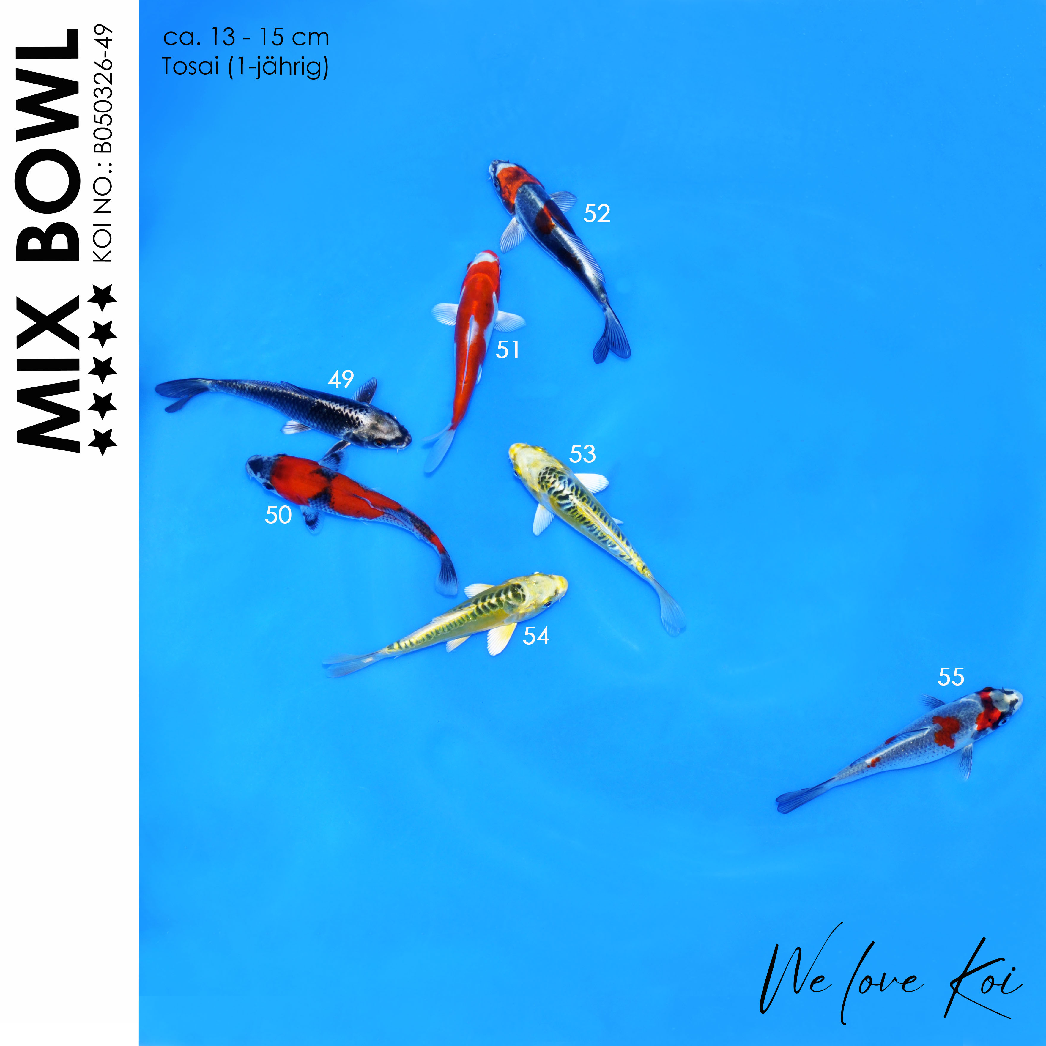 Koi Bowl 72 | Kikokuryu, Goshiki, Kikusui, Aragoke-Typ, Ginka | 13 - 15cm