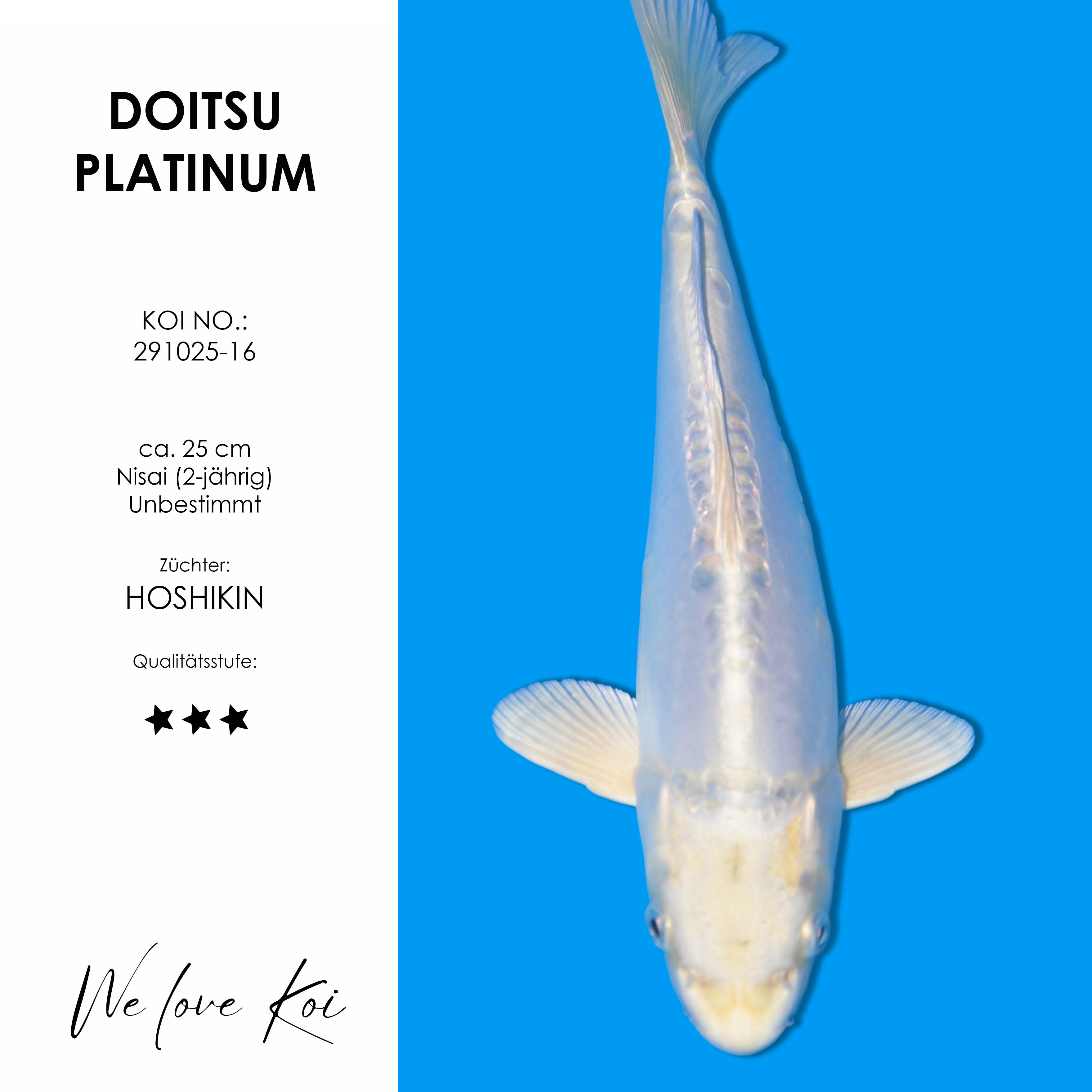 Koi Doitsu Platinum | unbestimmt Nisai | ca. 25 cm