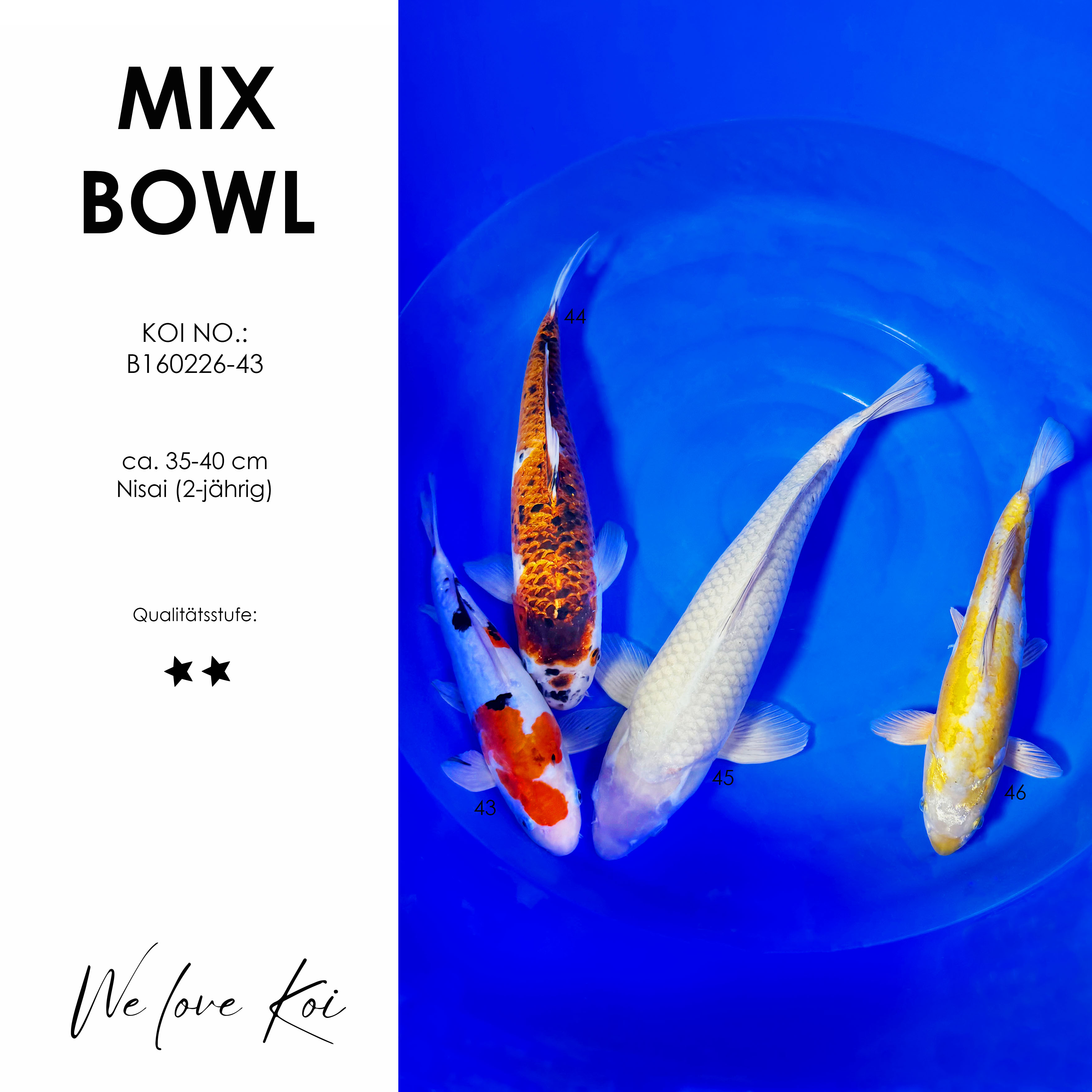 Koi Bowl 32 | Sanke, Goromo, Chagoi, Ochiba | Nisai ca.35 - 45cm