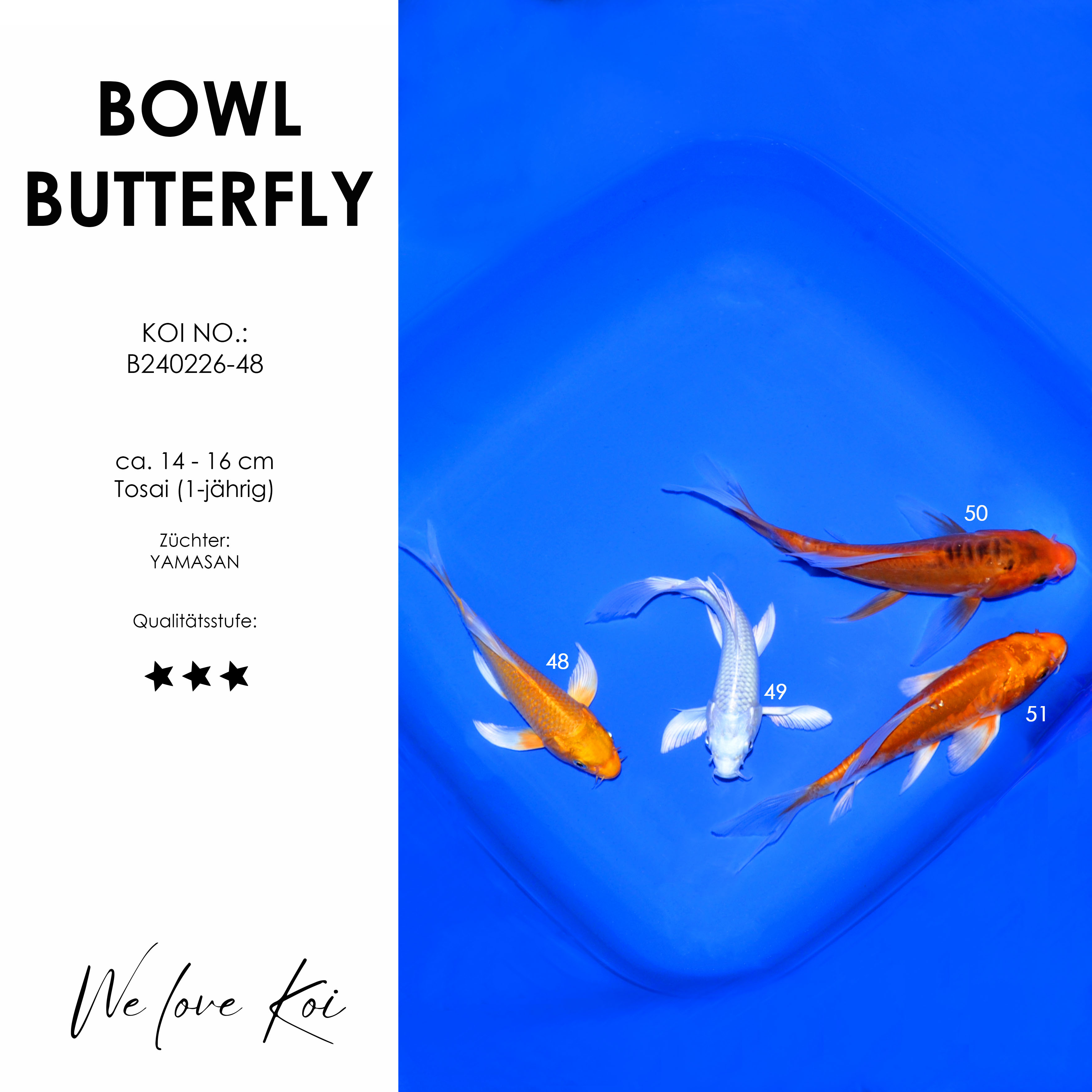 Koi Bowl 53 | Butterfly - Yamabuki, Platinum, Shusui, Hariwake | ca. 14 - 17cm