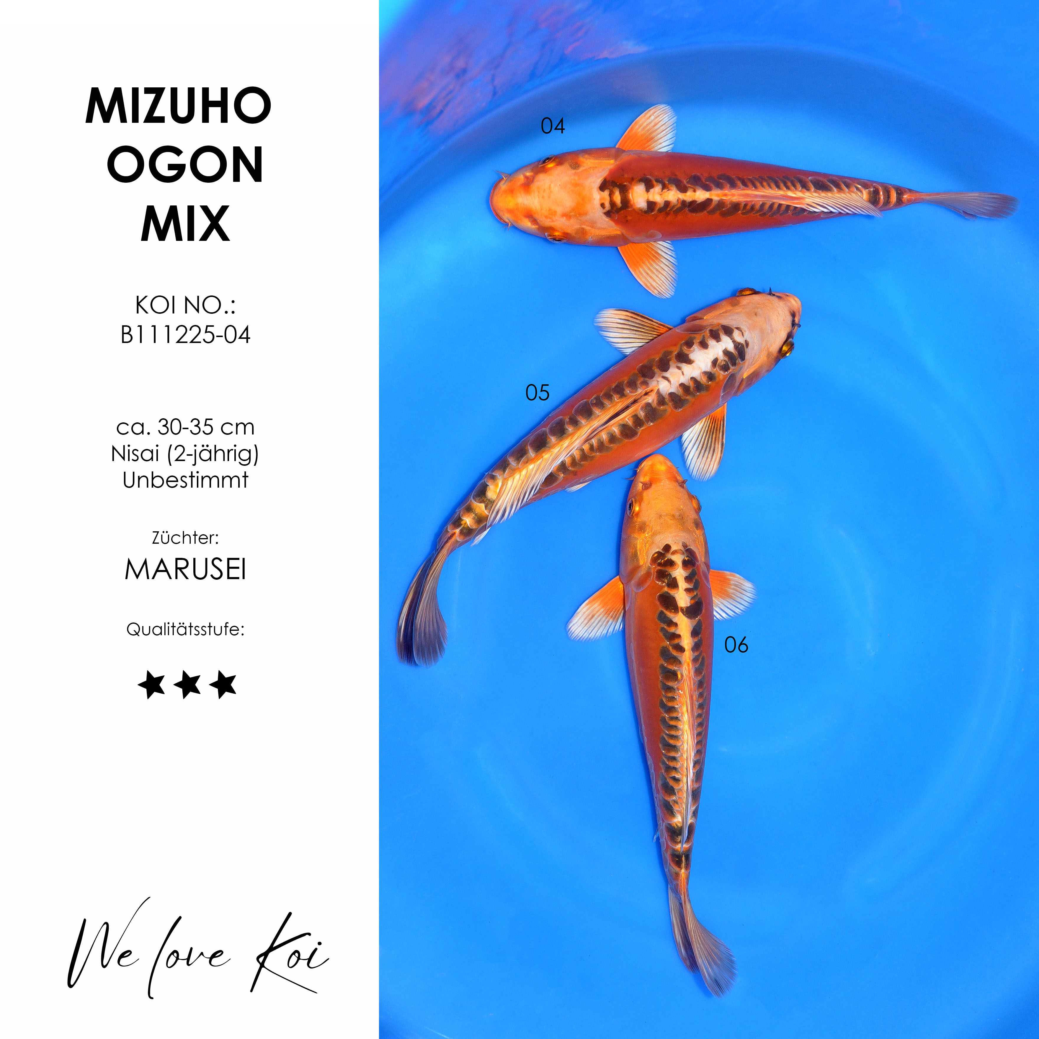 Koi Bowl 11 | 3 x Mizuho Ogon | 30-35 cm