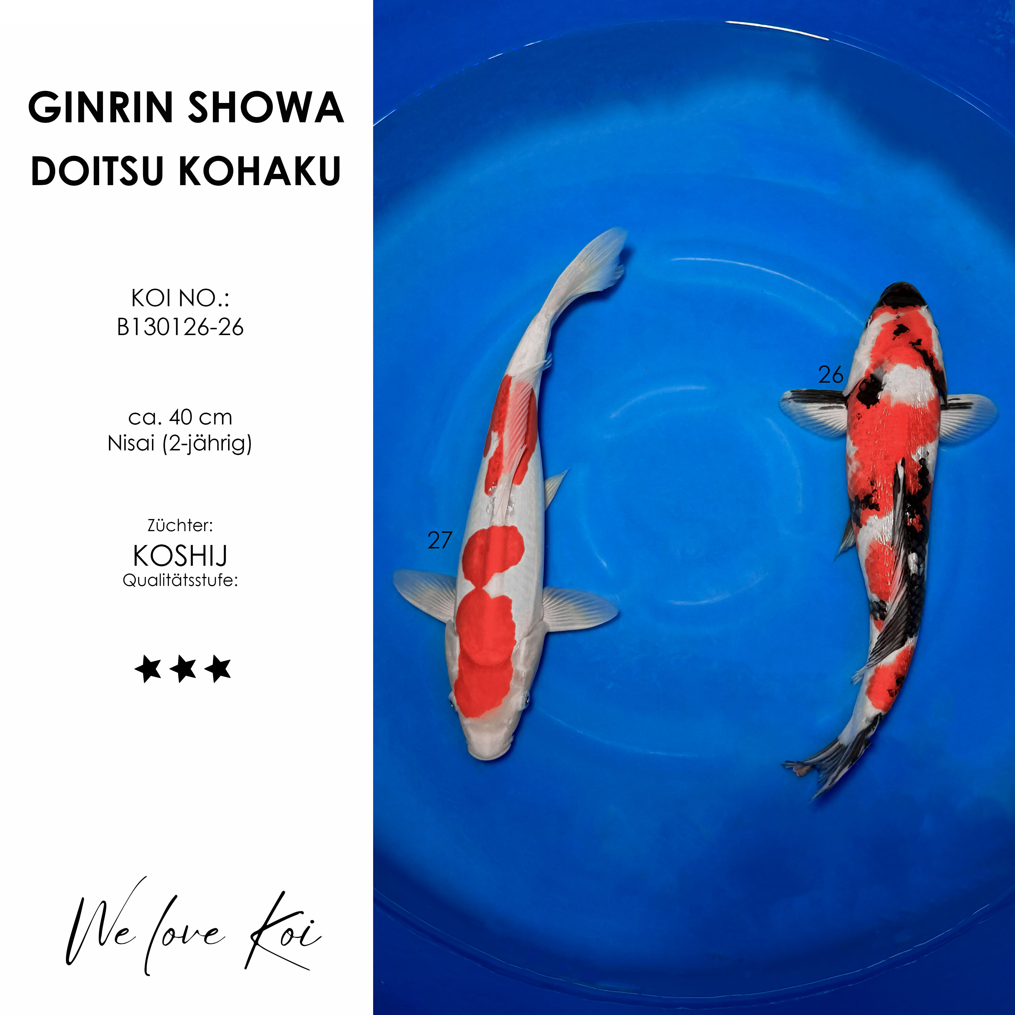 Koi Bowl 21 | Ginrin Showa, Doitsu Kohaku | Nisai ca. 40cm