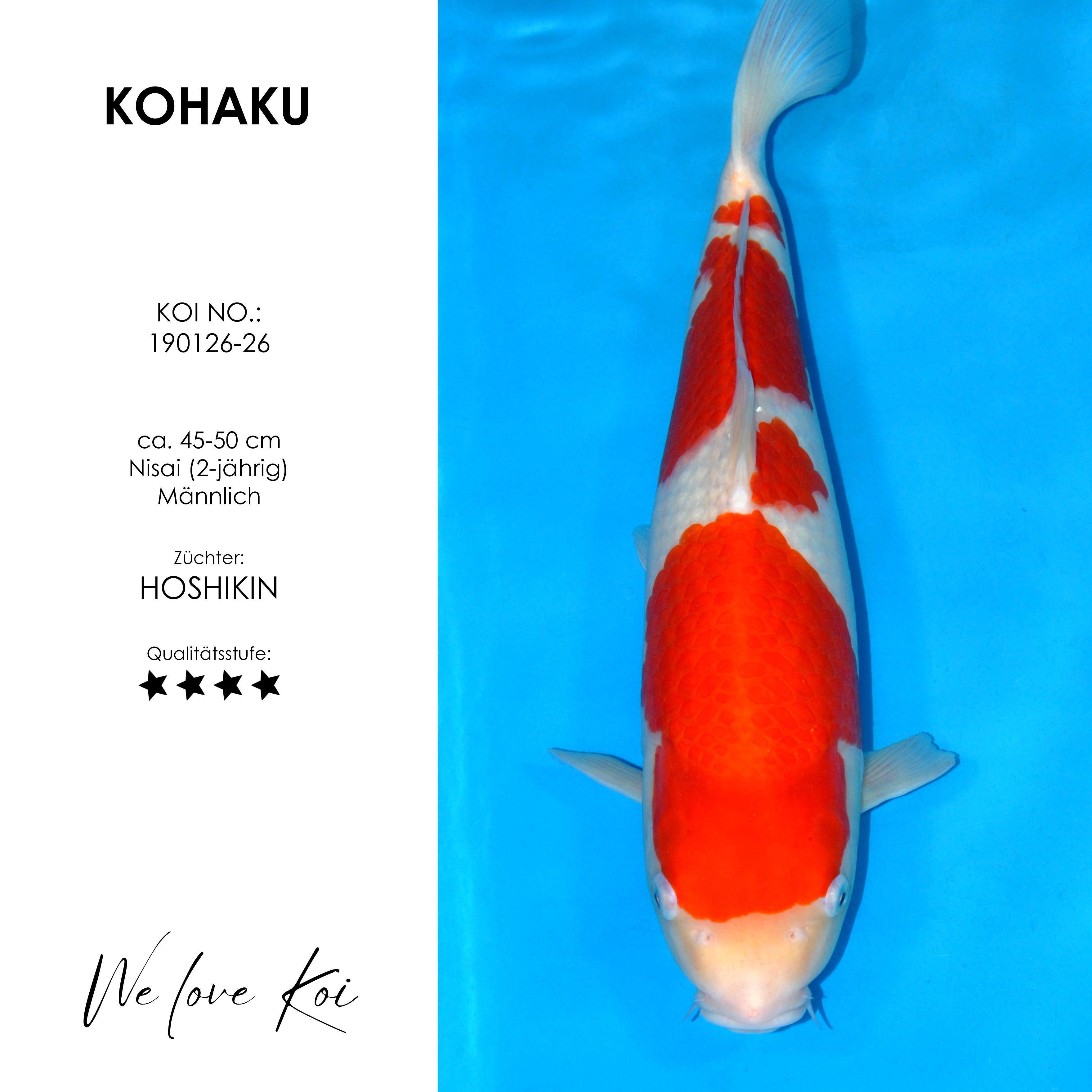 Koi Kohaku | männlich Nisai | ca.45 - 50cm