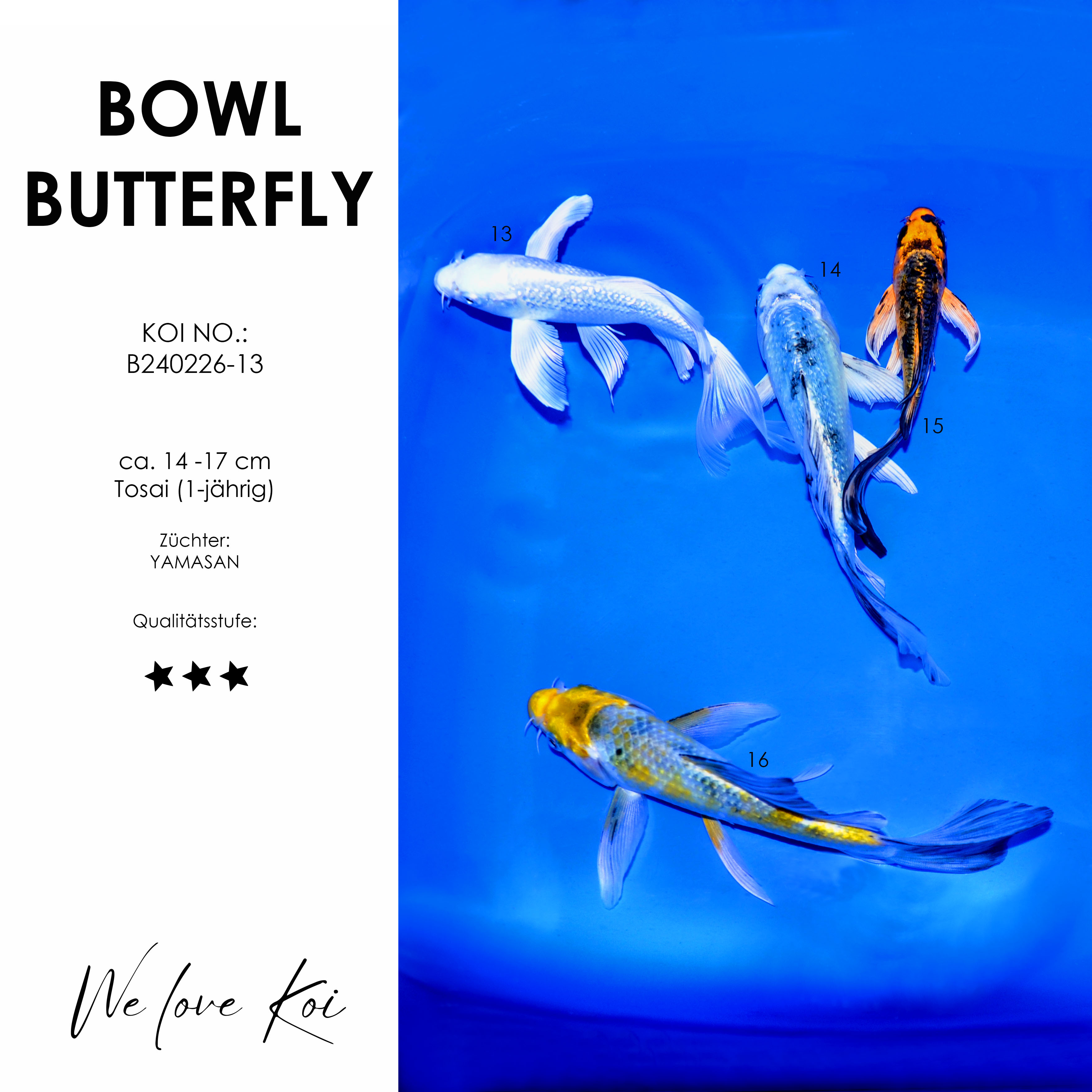 Koi Bowl 44 | Butterfly - Ginrin Platinum, Mizuho Ogon, Gin Shiro, Yamatonishiki | 14 - 17cm