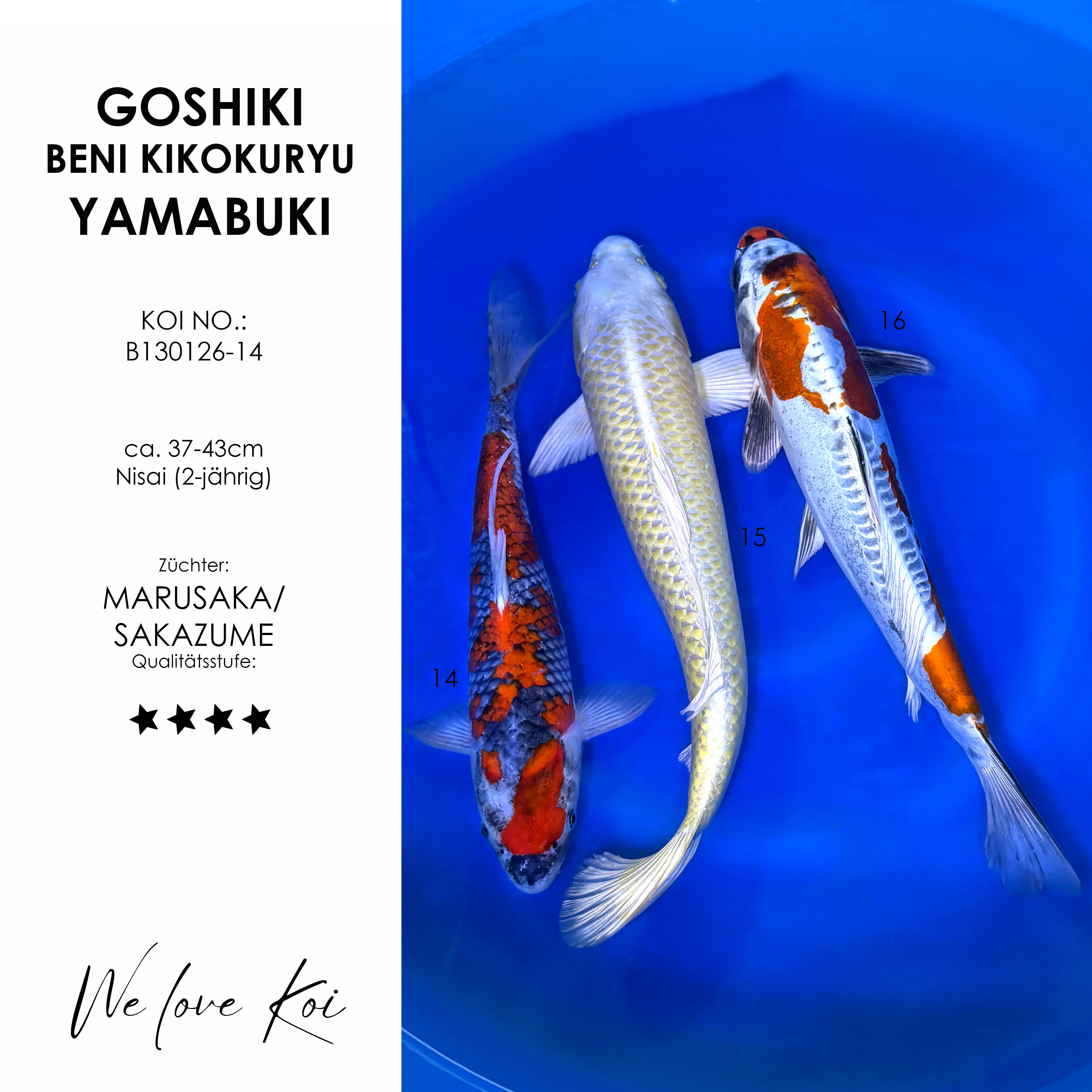 Koi Bowl 17 | Goshiki, Beni Kikokuryu, Yamabuki | Nisai ca. 37 - 43cm