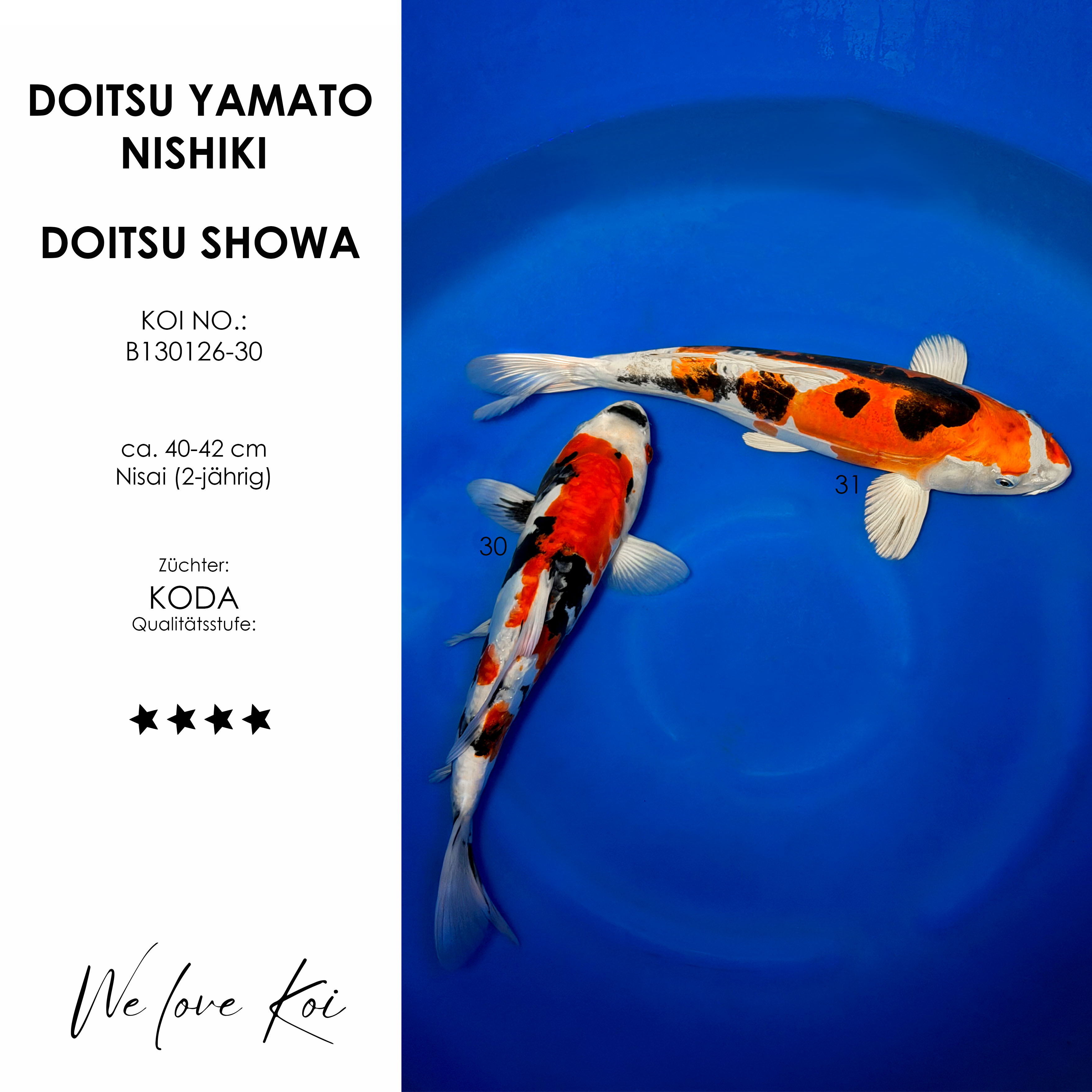 Koi Bowl 23 | Doitsu Yamato Nishiki, Doitsu Showa |  Nisai ca. 40 - 42cm