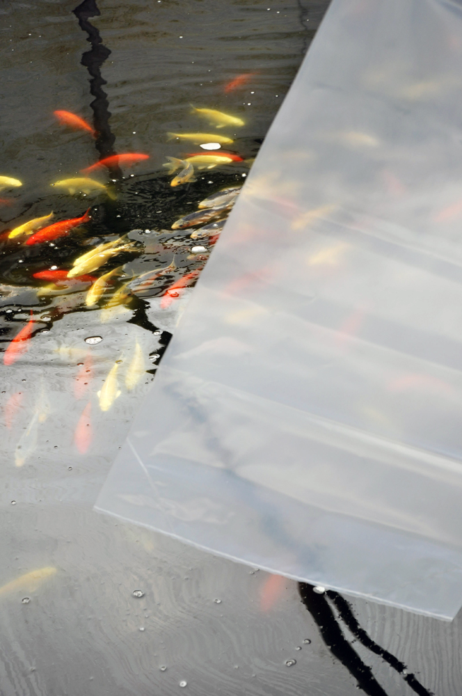 Fischbeutel 500 x 1000 mm Koi-Transporttüte 100µ