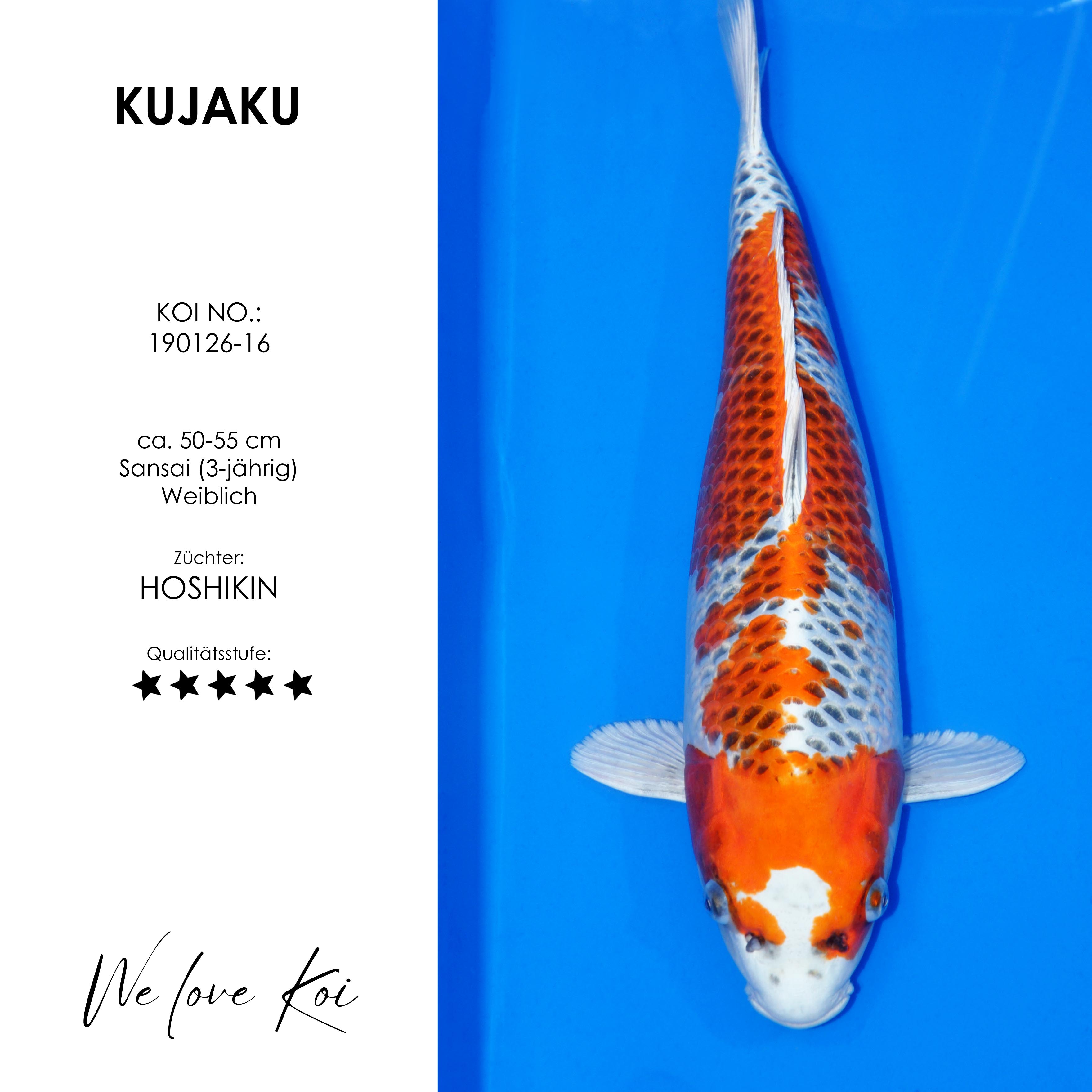 Koi Kujaku | weiblich Sansai | 50 - 55cm