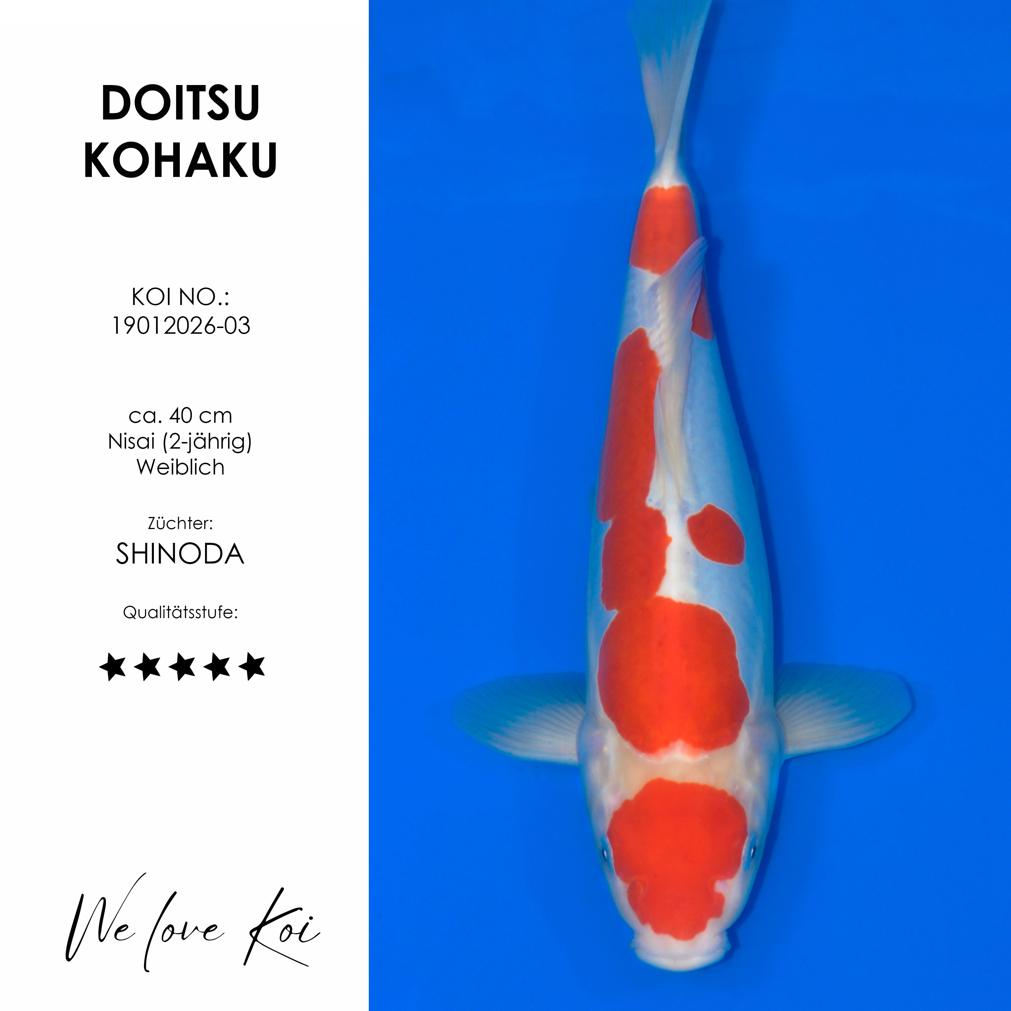 Koi Doitsu Kohaku | weiblich Nisai | ca. 40cm