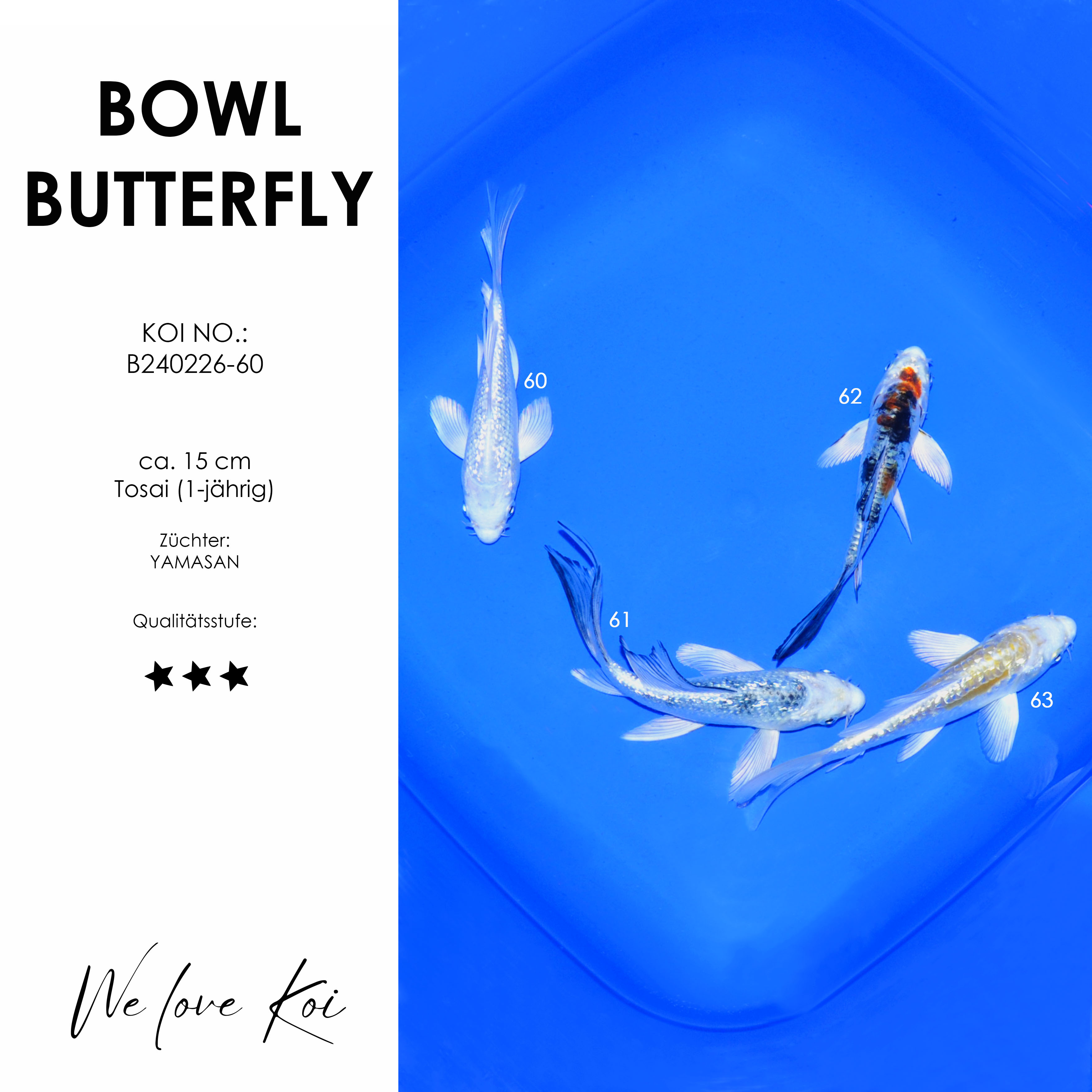 Koi Bowl 56 | Butterfly - Platinum, Matsuba, Yamatonishiki, Gin Yamabuki | ca. 15cm