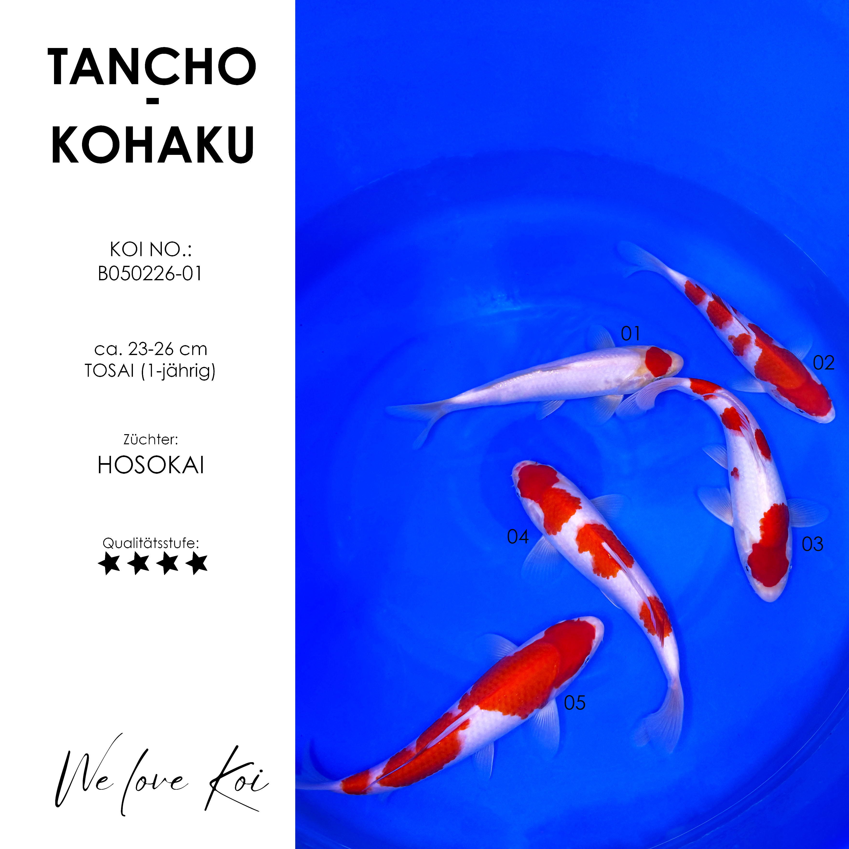 Koi Bowl 01 | Tancho, 4 x Kohaku | 23 - 26 cm