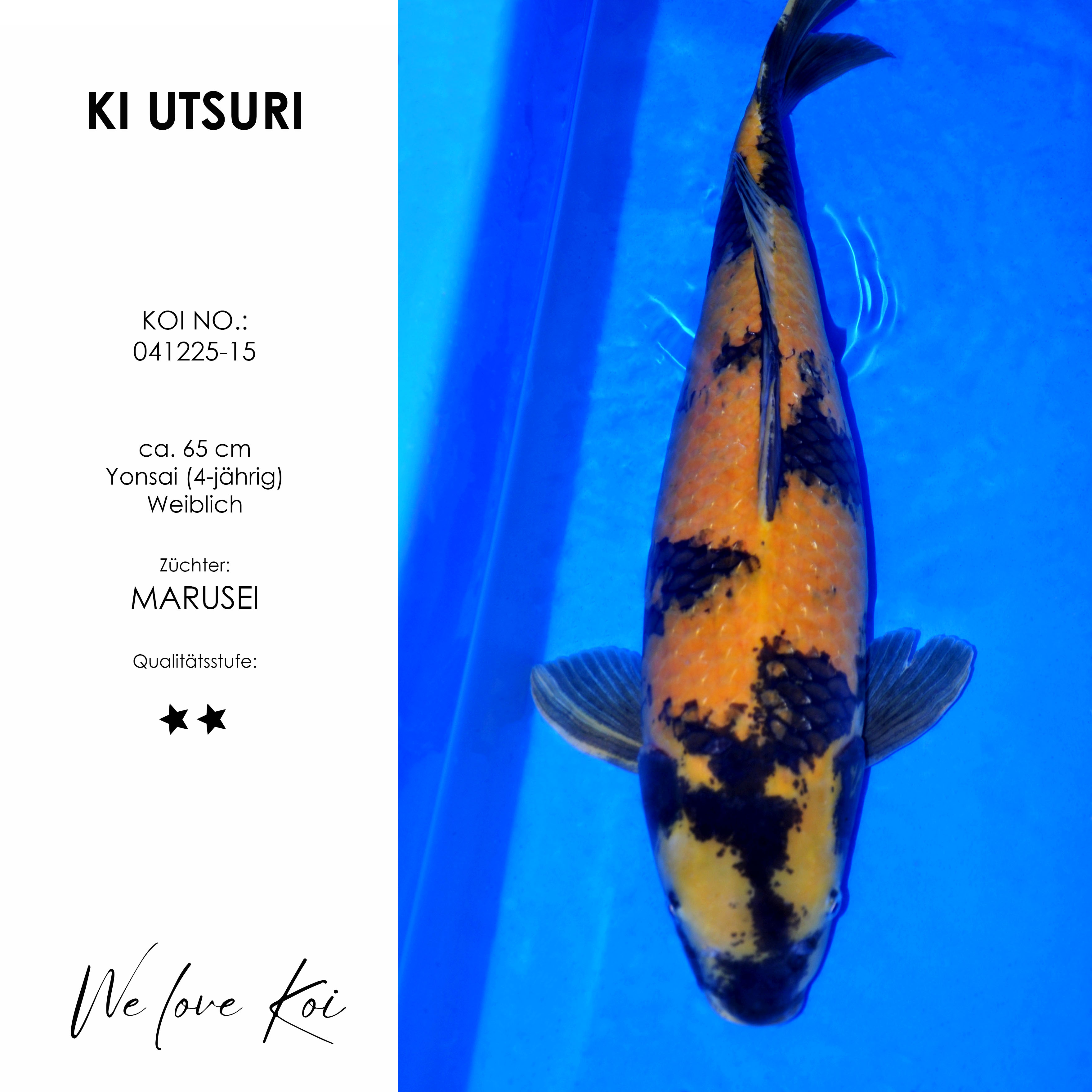 Koi Ki Utsuri | Yonsai weiblich | ca. 65 cm