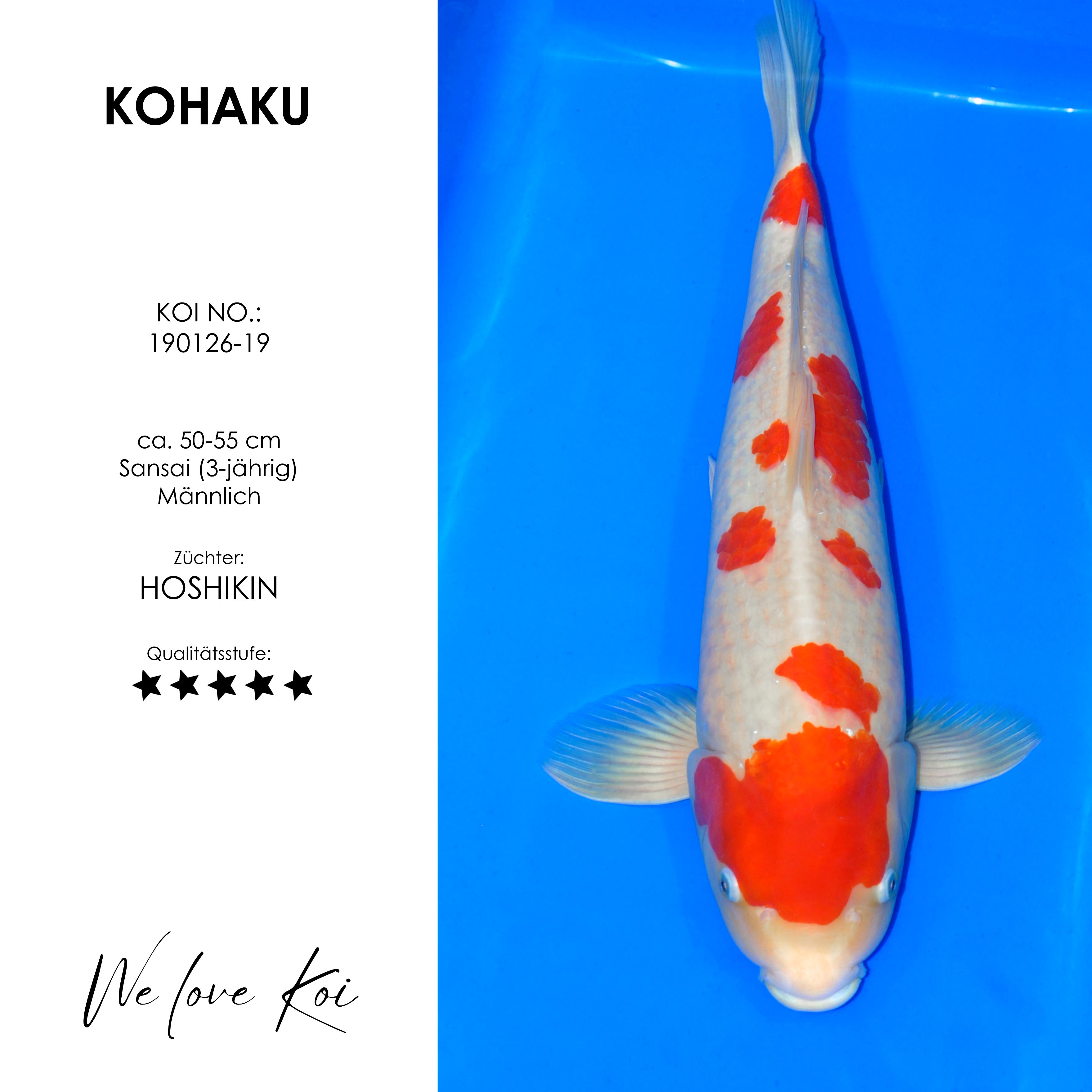 Koi Kohaku | männlich Sansai | 50 - 55cm