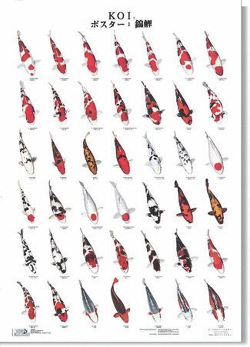 Koi Poster groß Nr.1