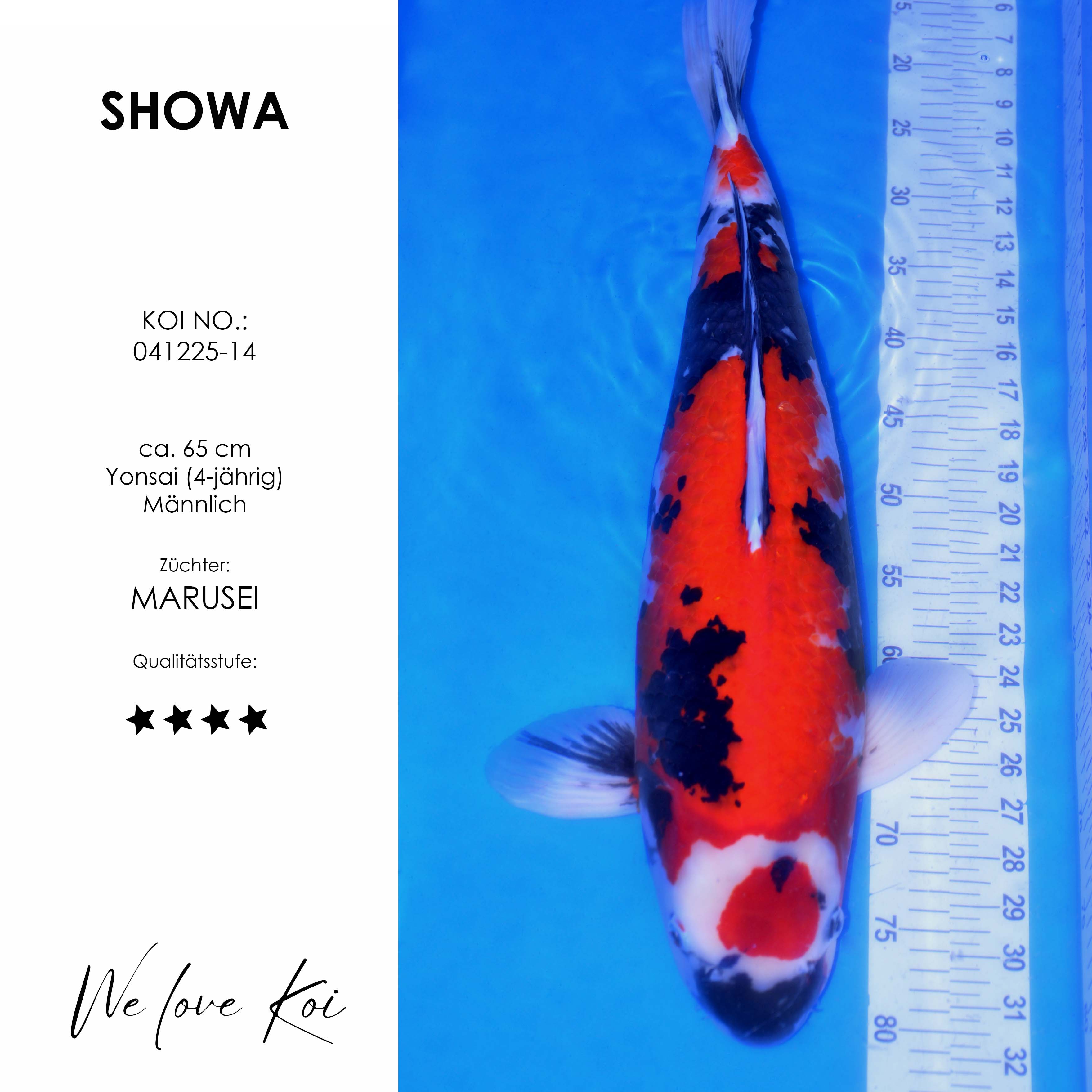 Koi Showa | Yonsai männlich | ca. 65 cm