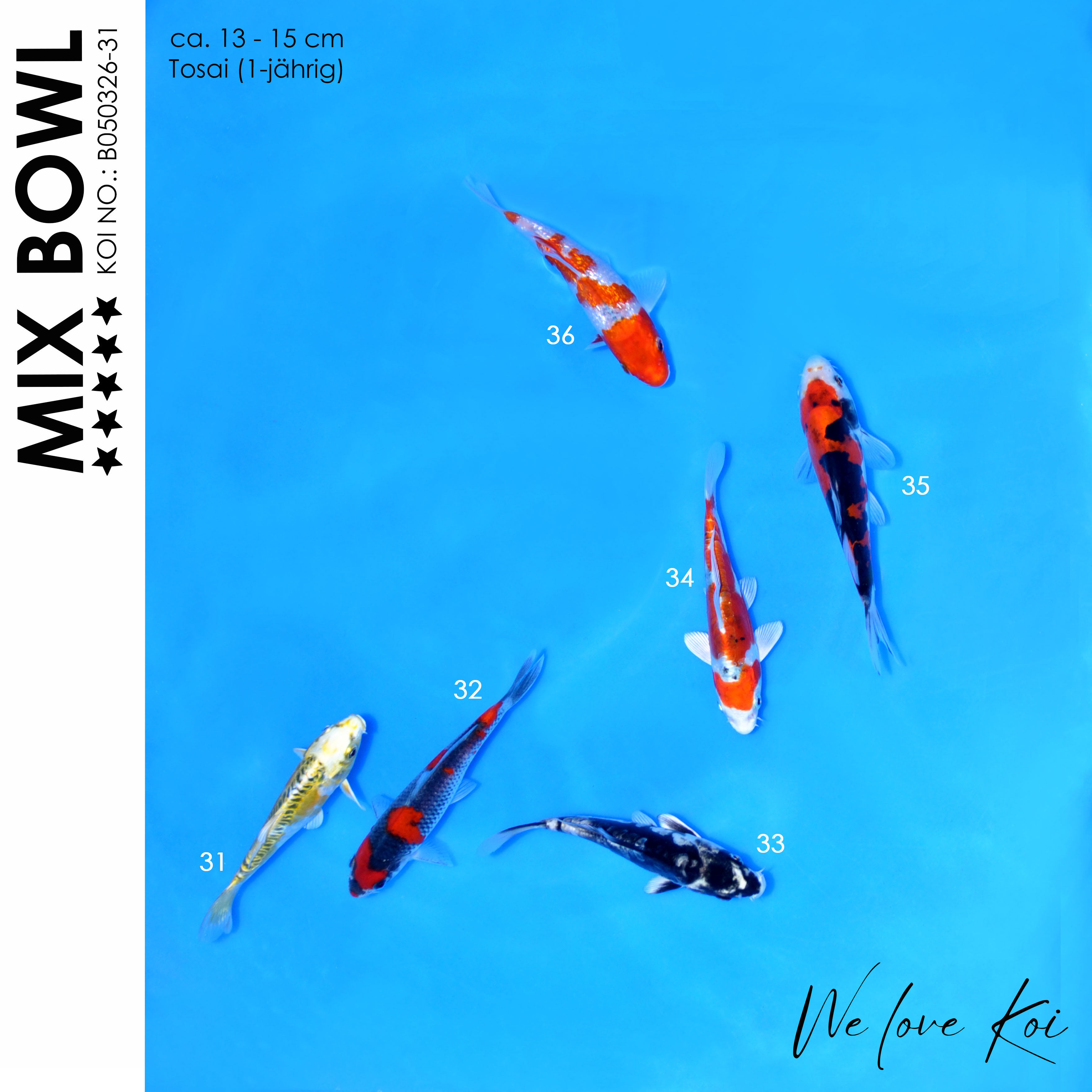 Koi Bowl 69 | Kikokuryu, Aragoke-Typ, Goshiki, Yamatonishiki, Showa | 13 - 15cm