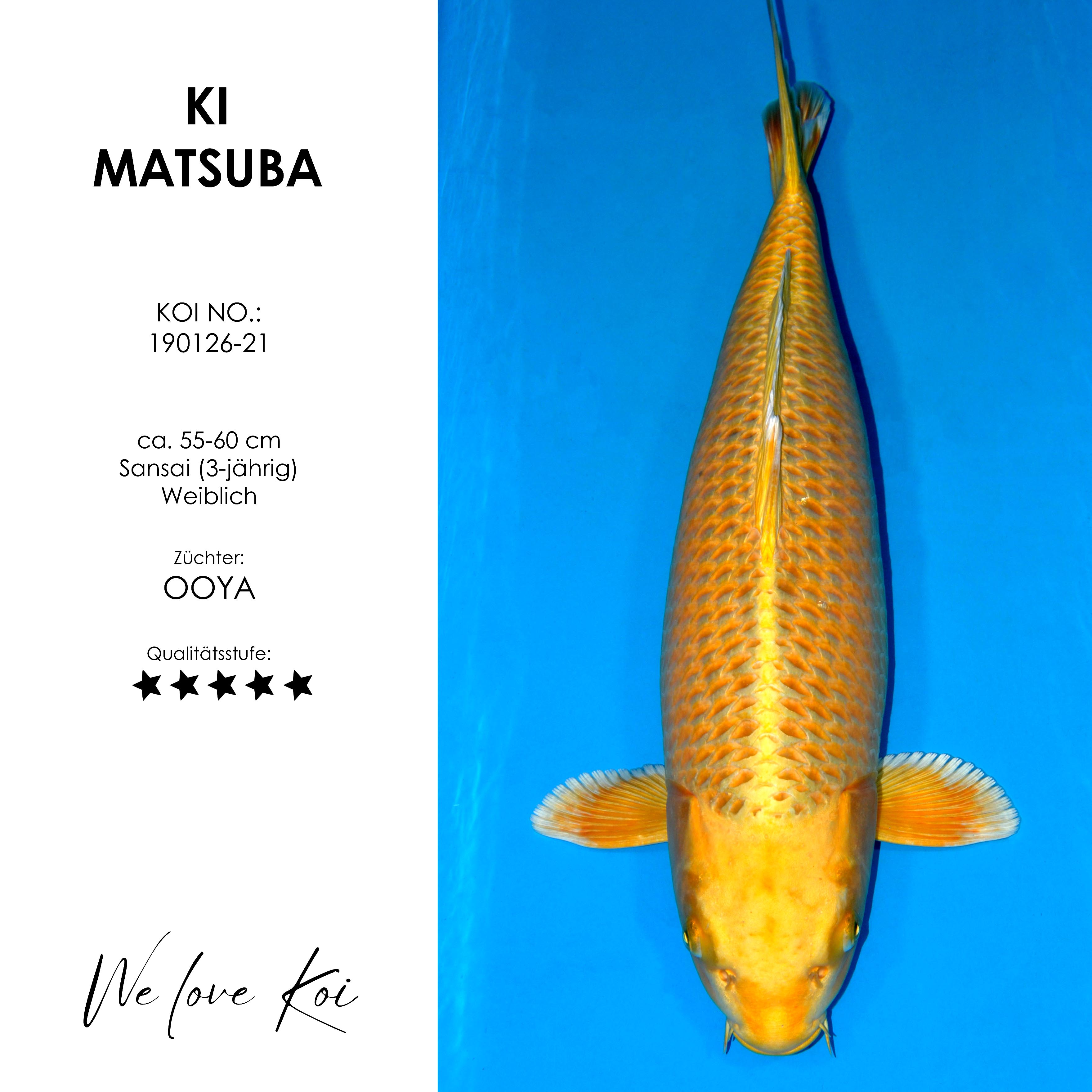 Koi Ki Matsuba | weiblich Sansai | 55 - 60cm